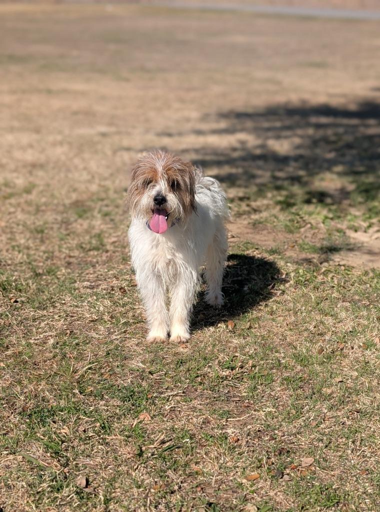Marshall, Adopted, Young Male Cairn Terrier & Shih Tzu.