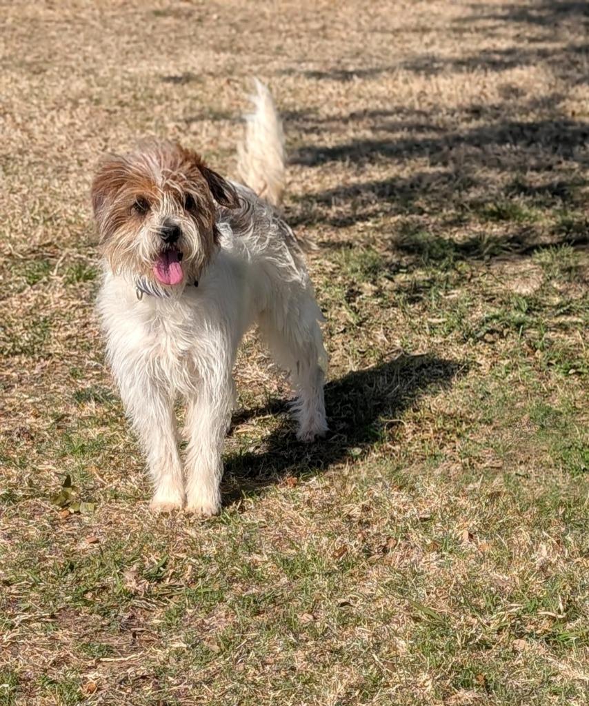 Enlarge Marshall, a Adopted mixed breed in Arlington, TX image 2/4