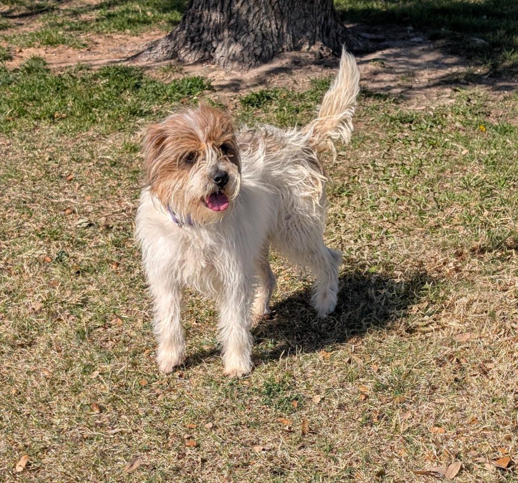 Enlarge Marshall, a Adopted mixed breed in Arlington, TX image 3/4