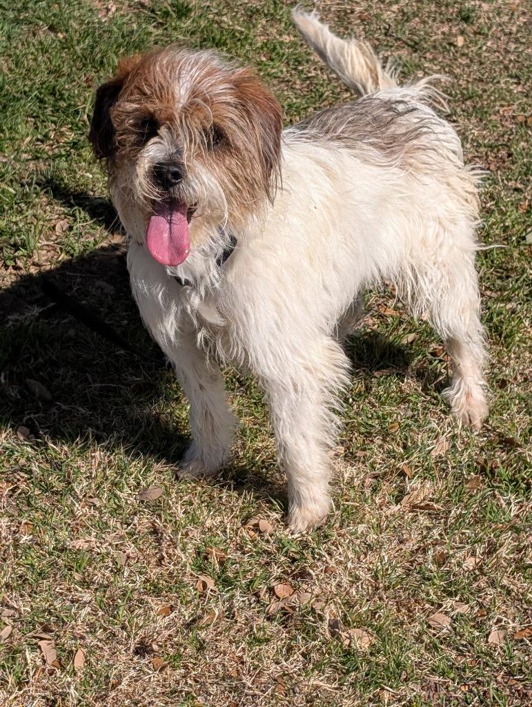 Enlarge Marshall, a Adopted mixed breed in Arlington, TX image 4/4