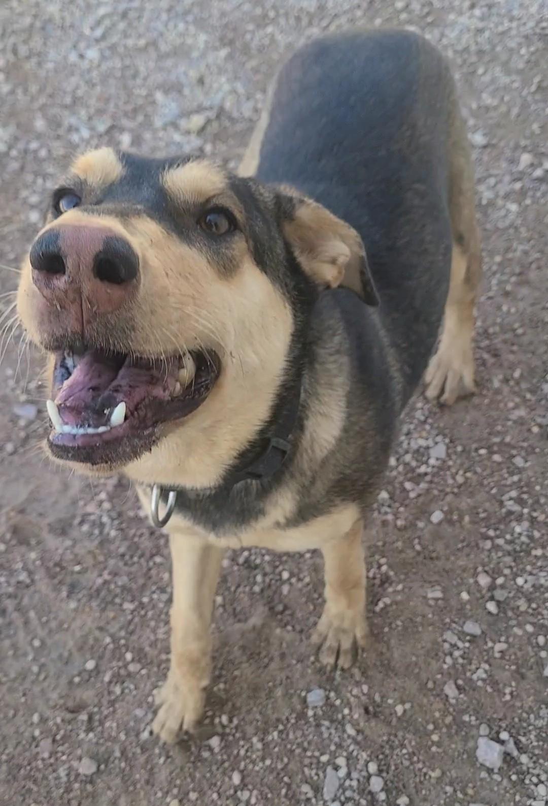 Hera, ADOPTABLE, Young Female German Shepherd Dog.