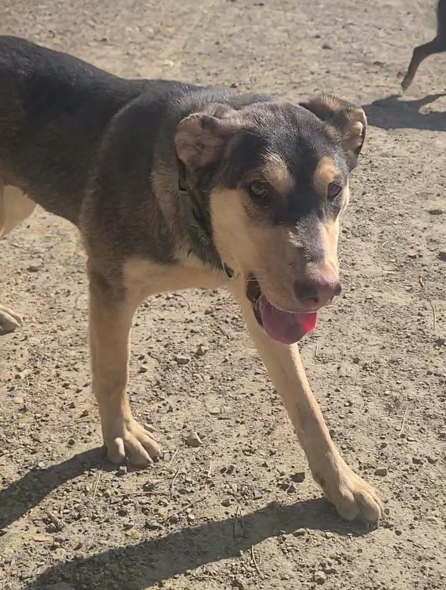 Enlarge Hera, a ADOPTABLE mixed breed in Newcastle, WY image 2/3