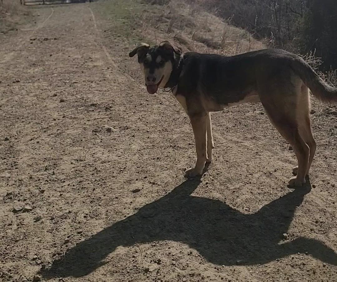 Enlarge Hera, a ADOPTABLE mixed breed in Newcastle, WY image 3/3