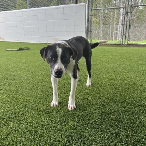 Bailey 1532, an adoptable Labrador Retriever in LOXAHATCHEE, FL, 33470 | Photo Image 1