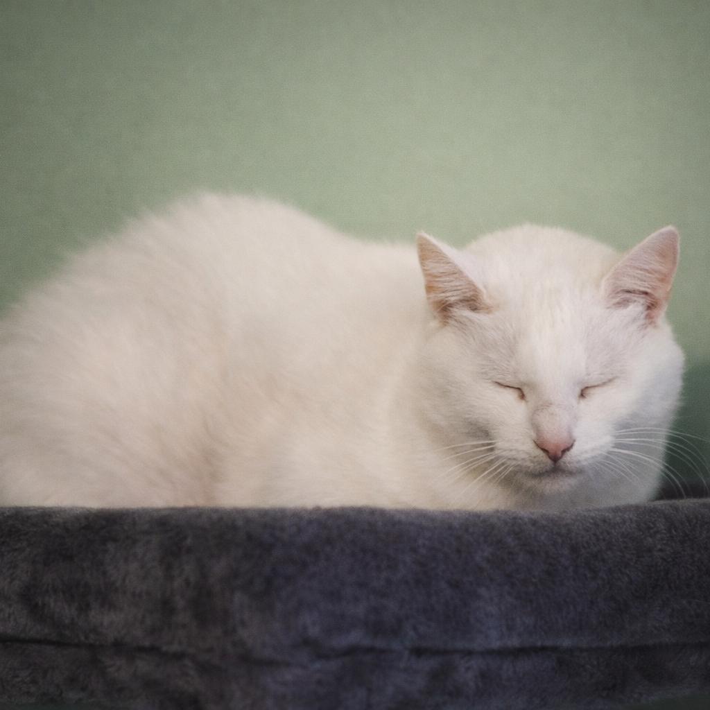 Grumpy, a Adoptable Domestic Short Hair in Hopewell, VA image 1/6