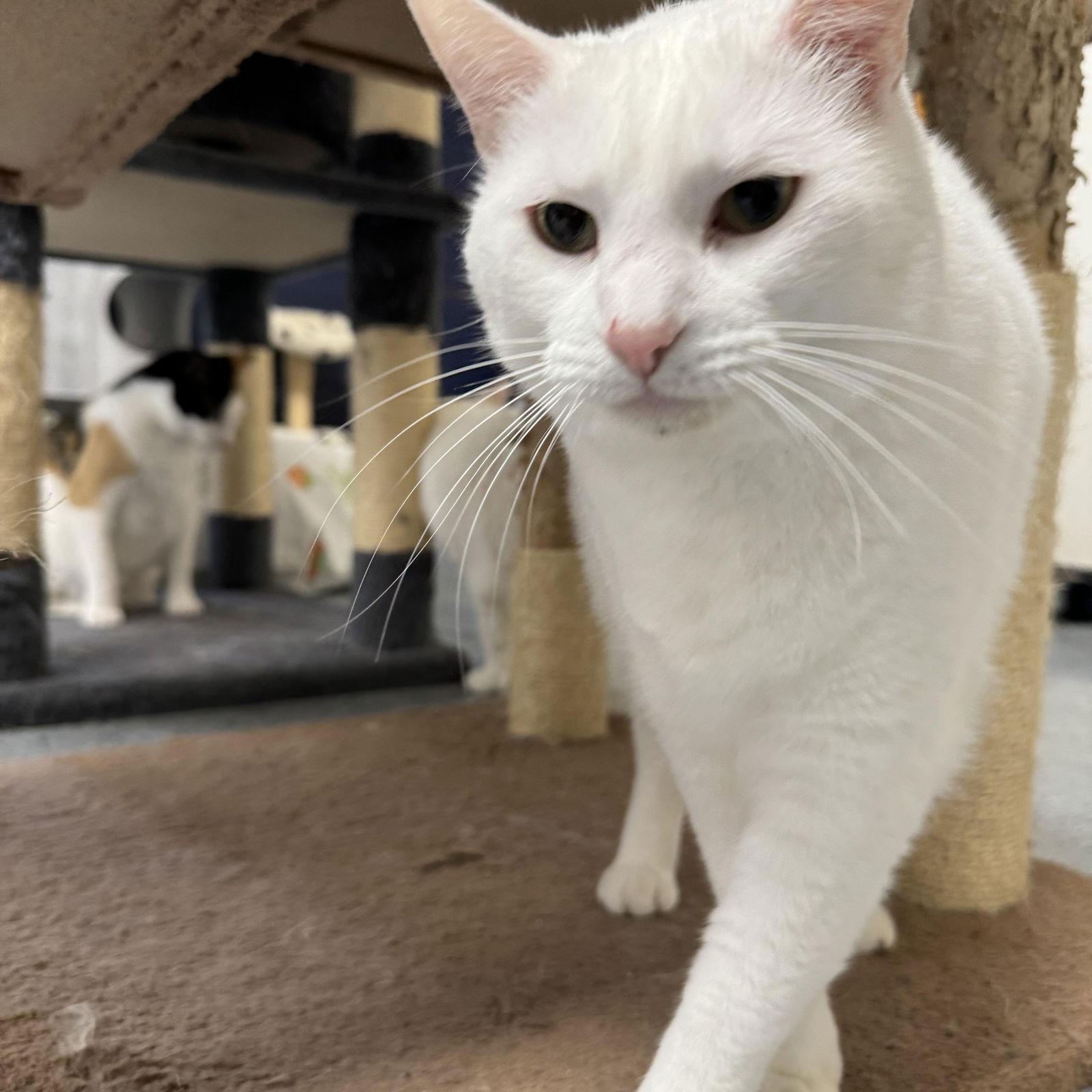 Grumpy, Adoptable, Adult Female Domestic Short Hair.