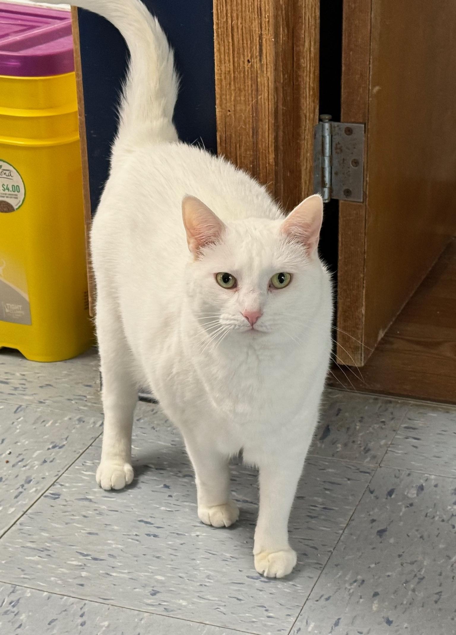 Enlarge Grumpy, a Adoptable Domestic Short Hair in Hopewell, VA image 2/3