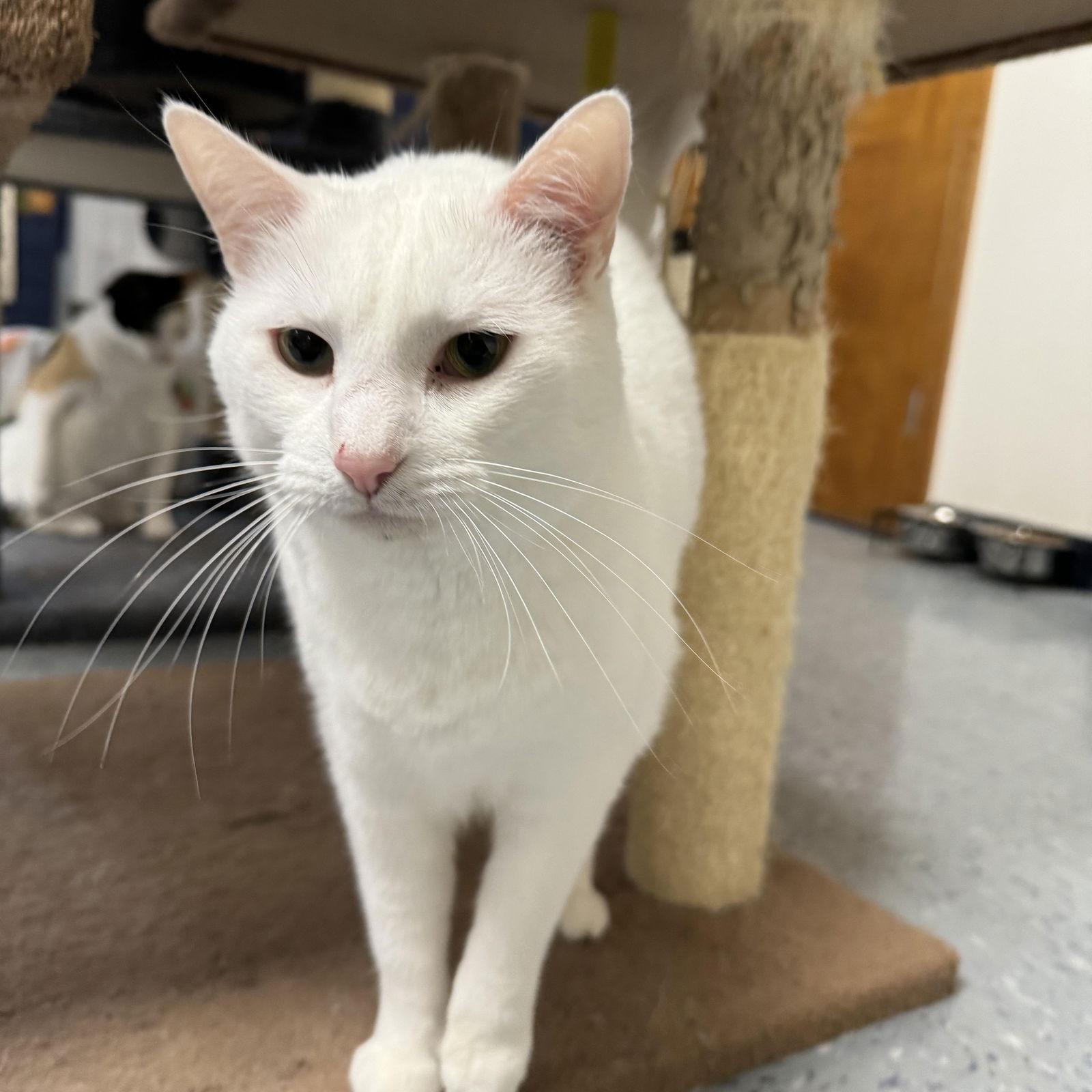 Enlarge Grumpy, a Adoptable Domestic Short Hair in Hopewell, VA image 3/3