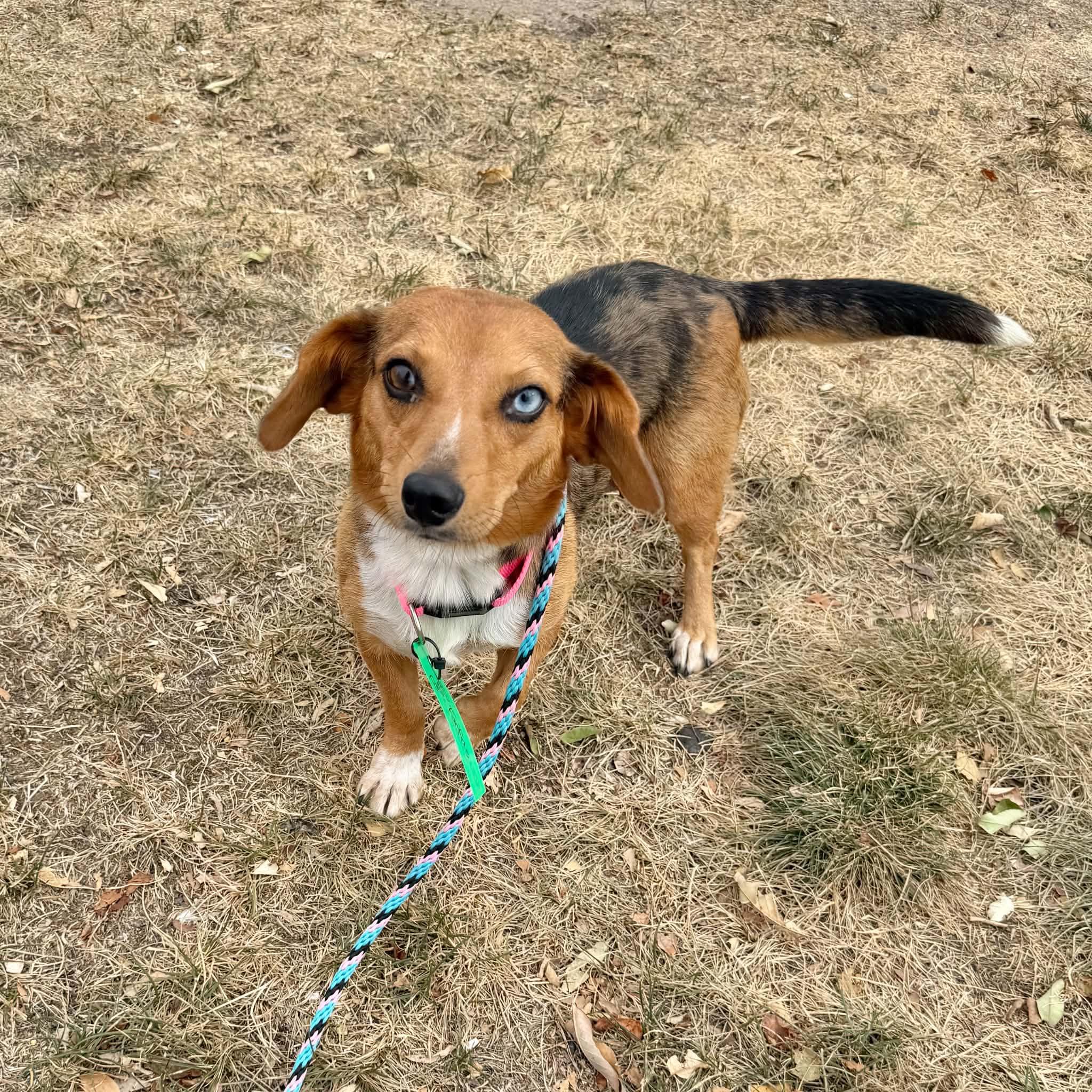 Cotton, Adoptable, Young Female Dachshund & Beagle.
