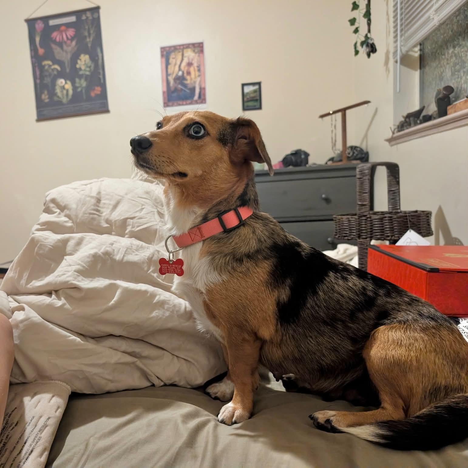 Enlarge Cotton, a Adoptable mixed breed in Boulder, CO image 3/6