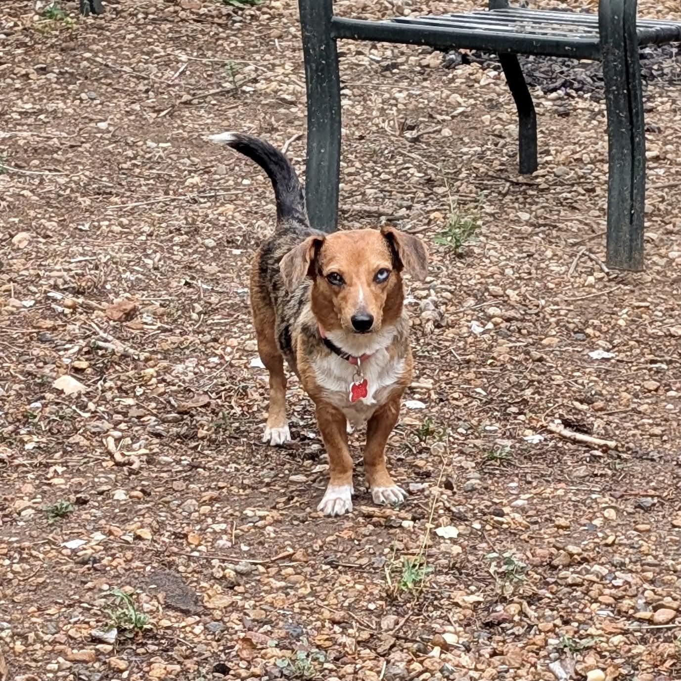 Enlarge Cotton, a Adoptable mixed breed in Boulder, CO image 4/6