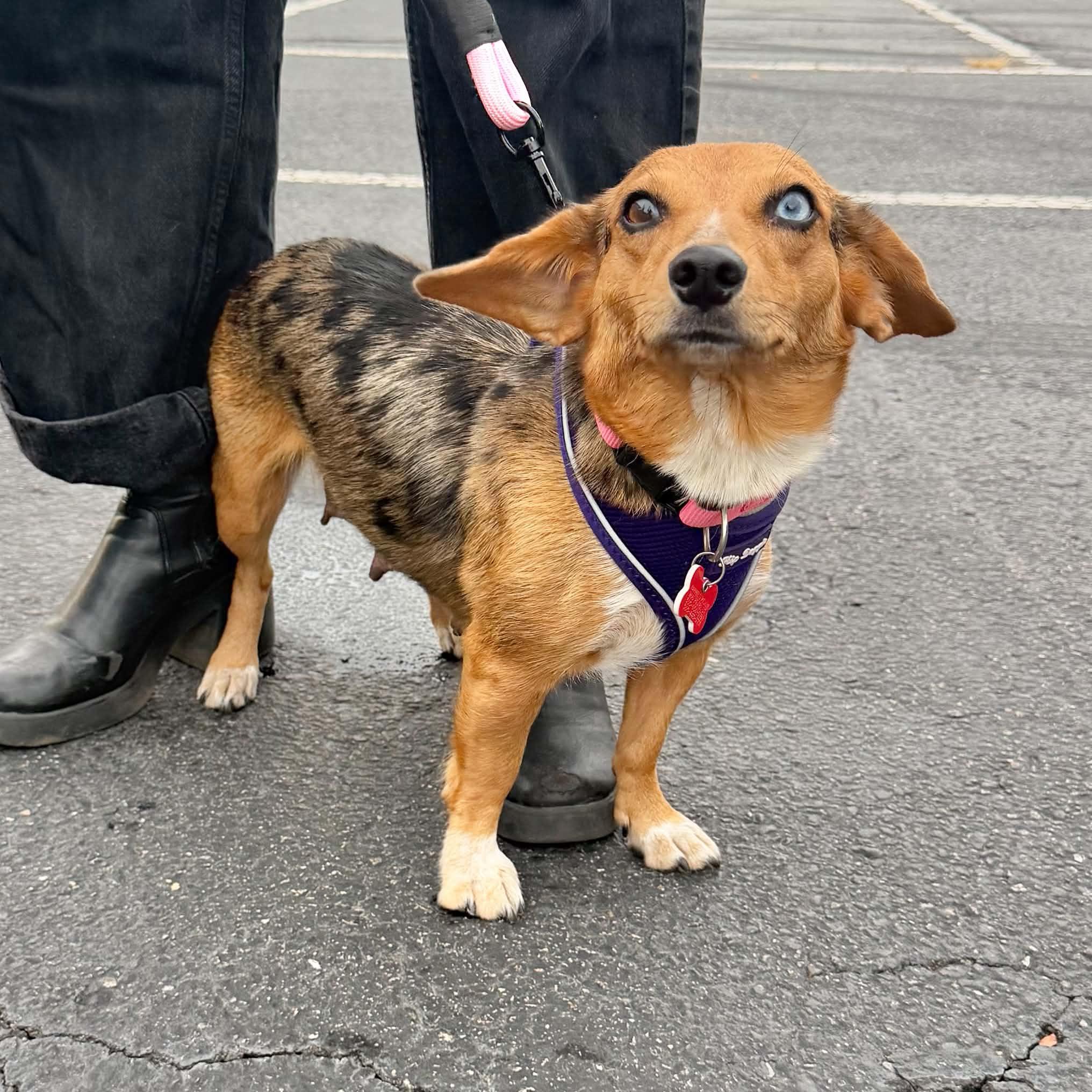 Enlarge Cotton, a Adoptable mixed breed in Boulder, CO image 5/6