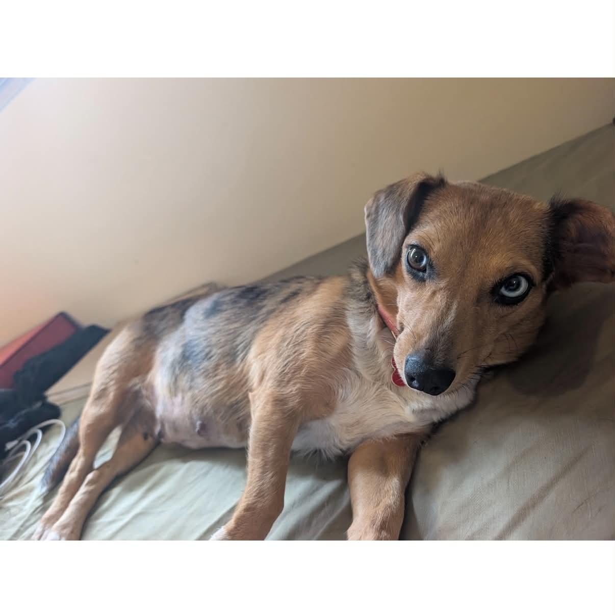 Enlarge Cotton, a Adoptable mixed breed in Boulder, CO image 2/6