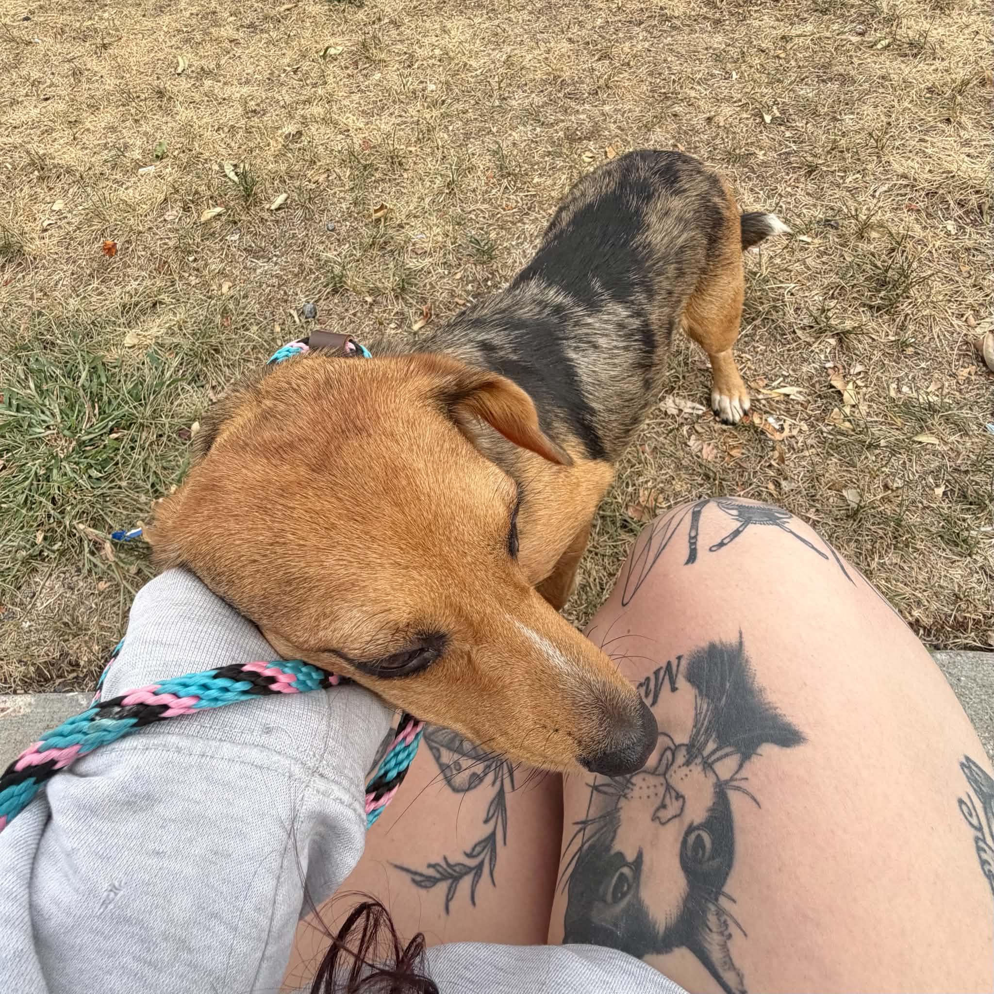 Enlarge Cotton, a Adoptable mixed breed in Boulder, CO image 6/6