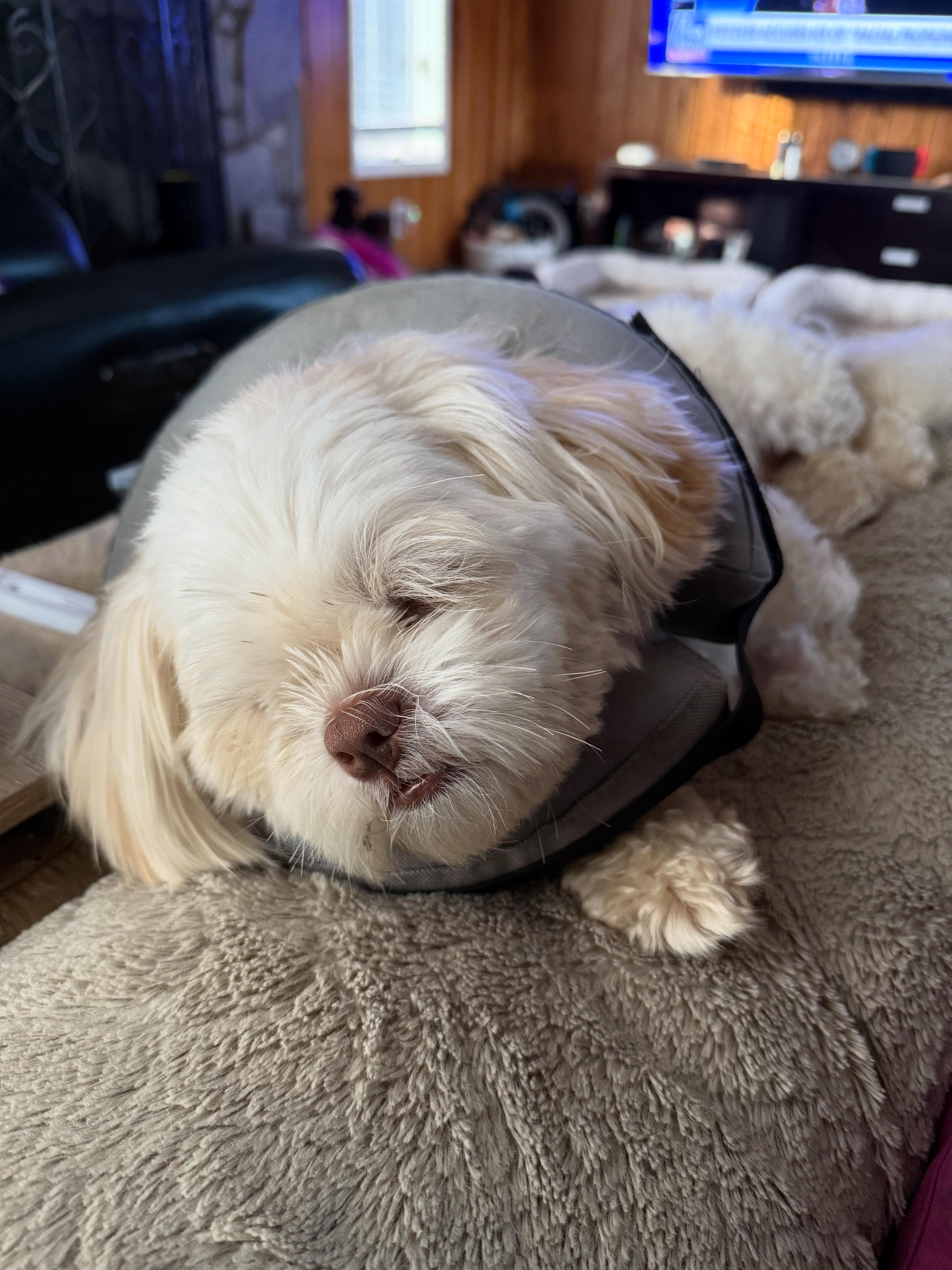 Enlarge Gracie, an adopted Shih Tzu in Mooresville, NC image 1/3