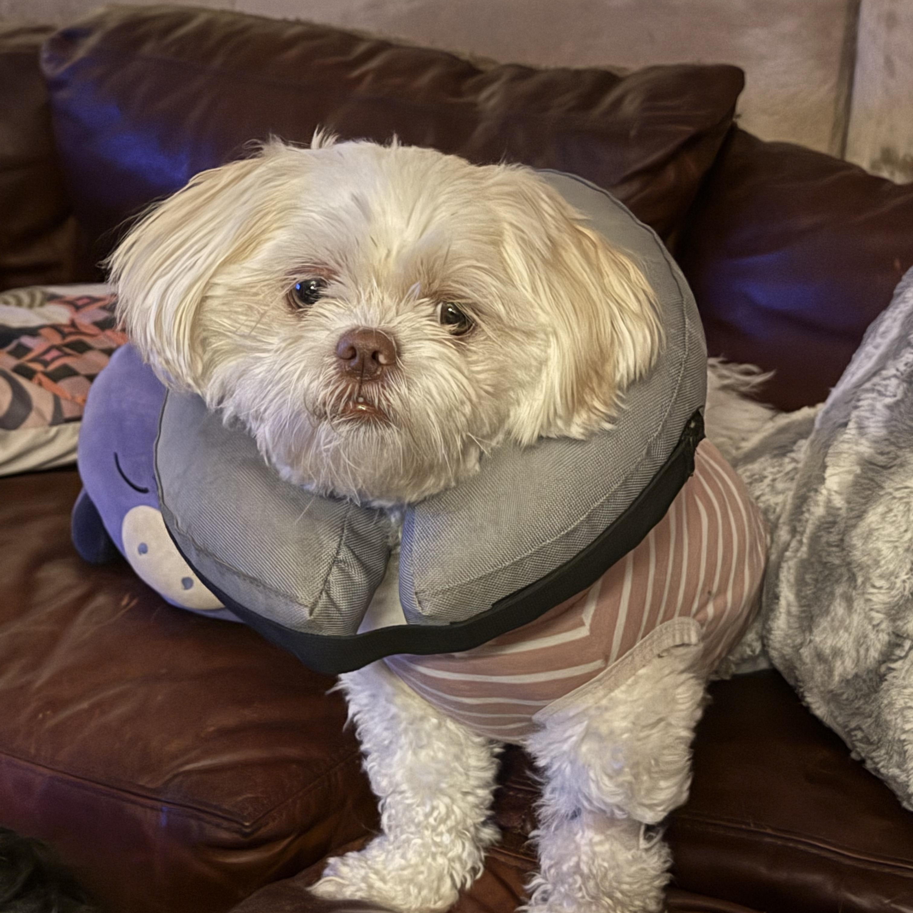 Enlarge Gracie, an adopted Shih Tzu in Mooresville, NC image 2/3