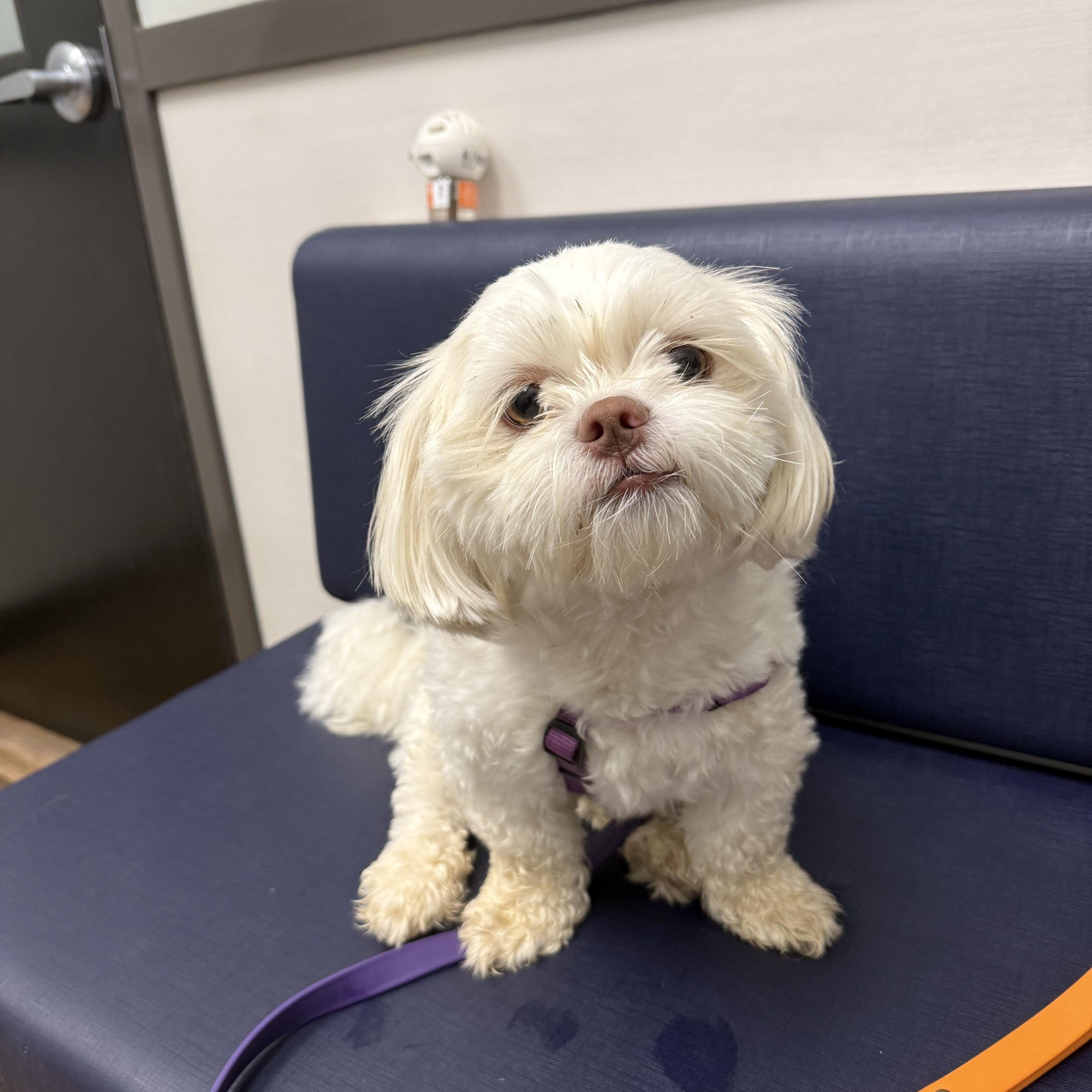 Enlarge Gracie, an adopted Shih Tzu in Mooresville, NC image 3/3