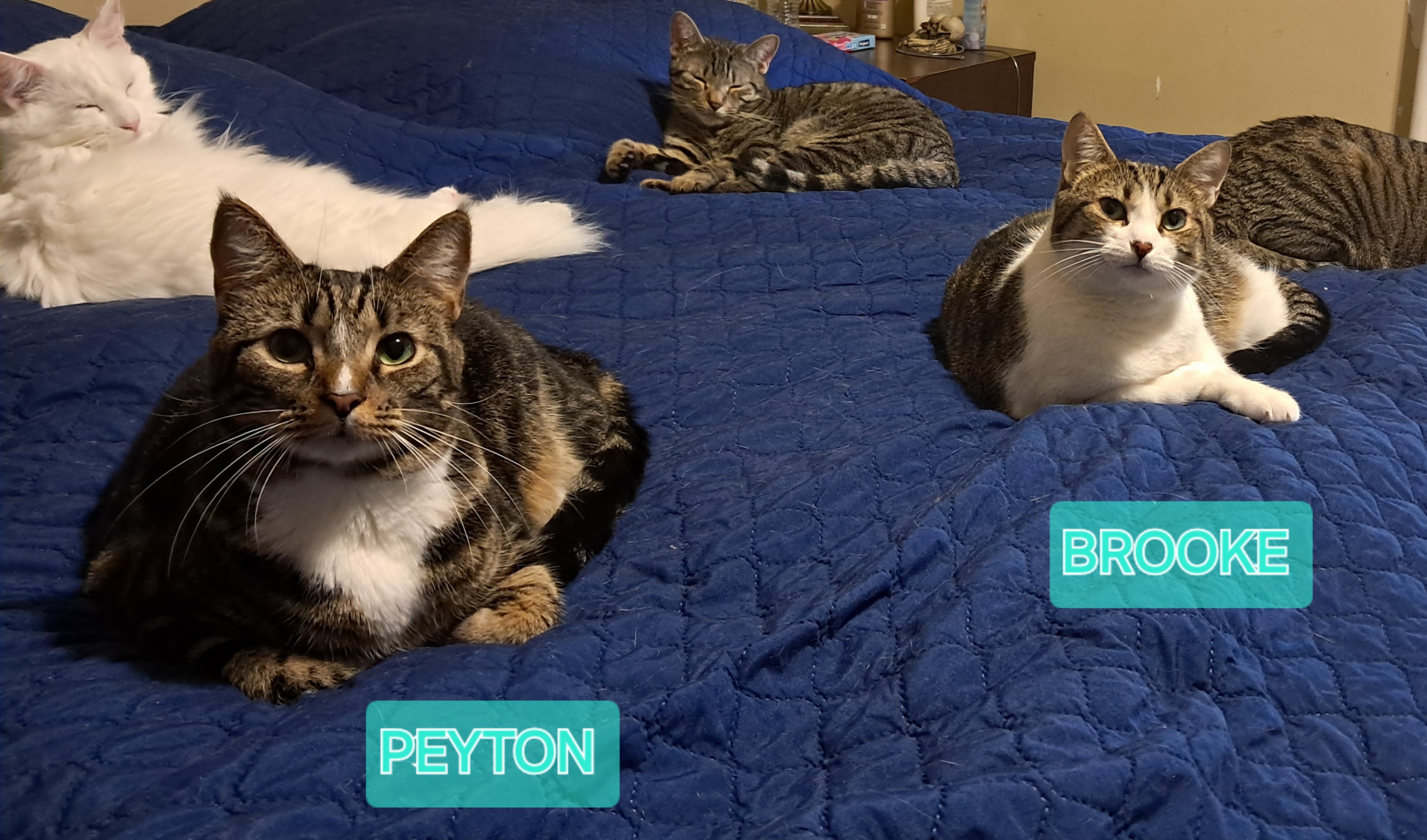 Peyton & Brooke, Adoptable, Adult Female Domestic Short Hair.