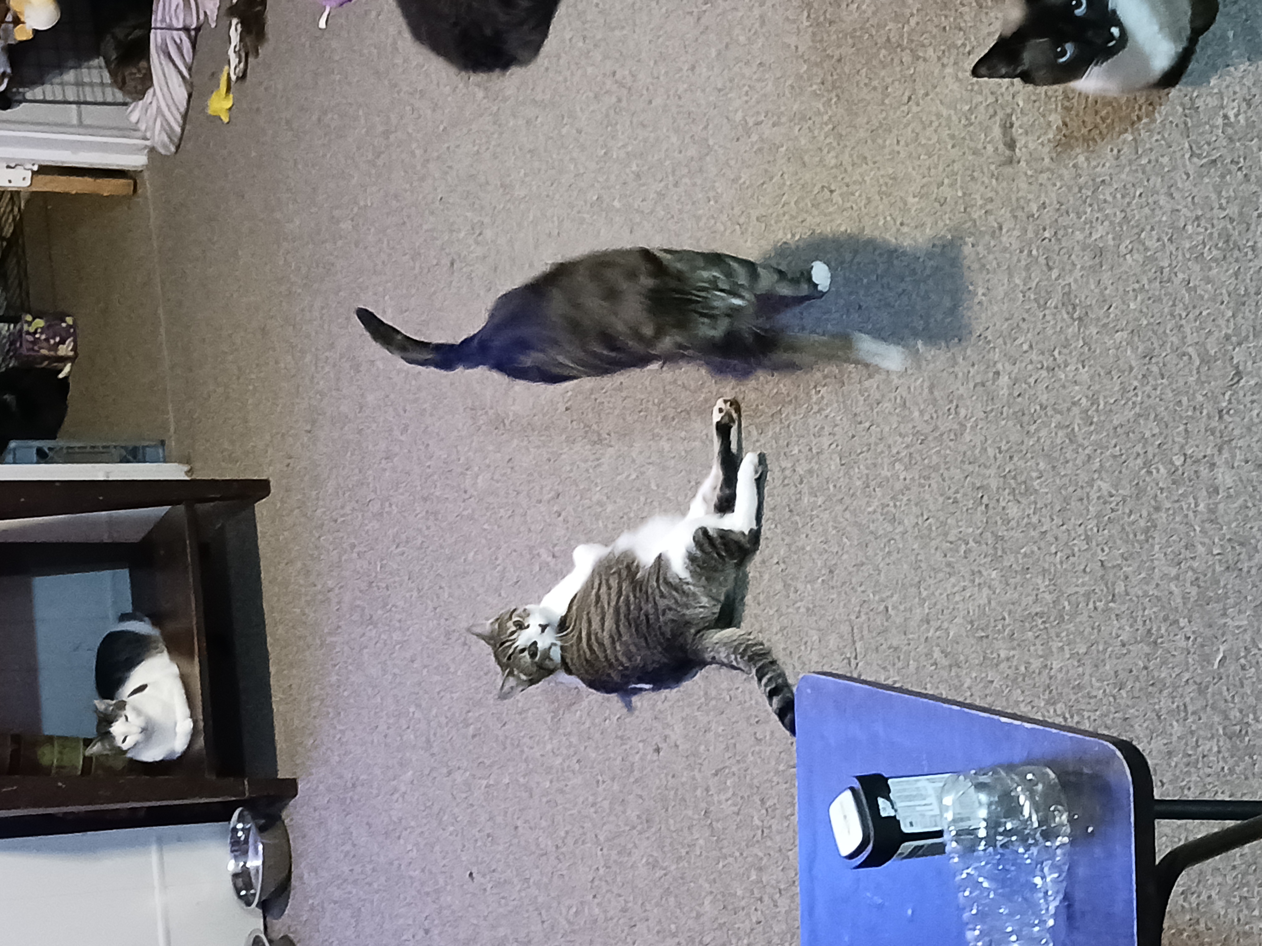 Peyton & Brooke, a Adoptable Domestic Short Hair in Nanticoke, PA image 2/6