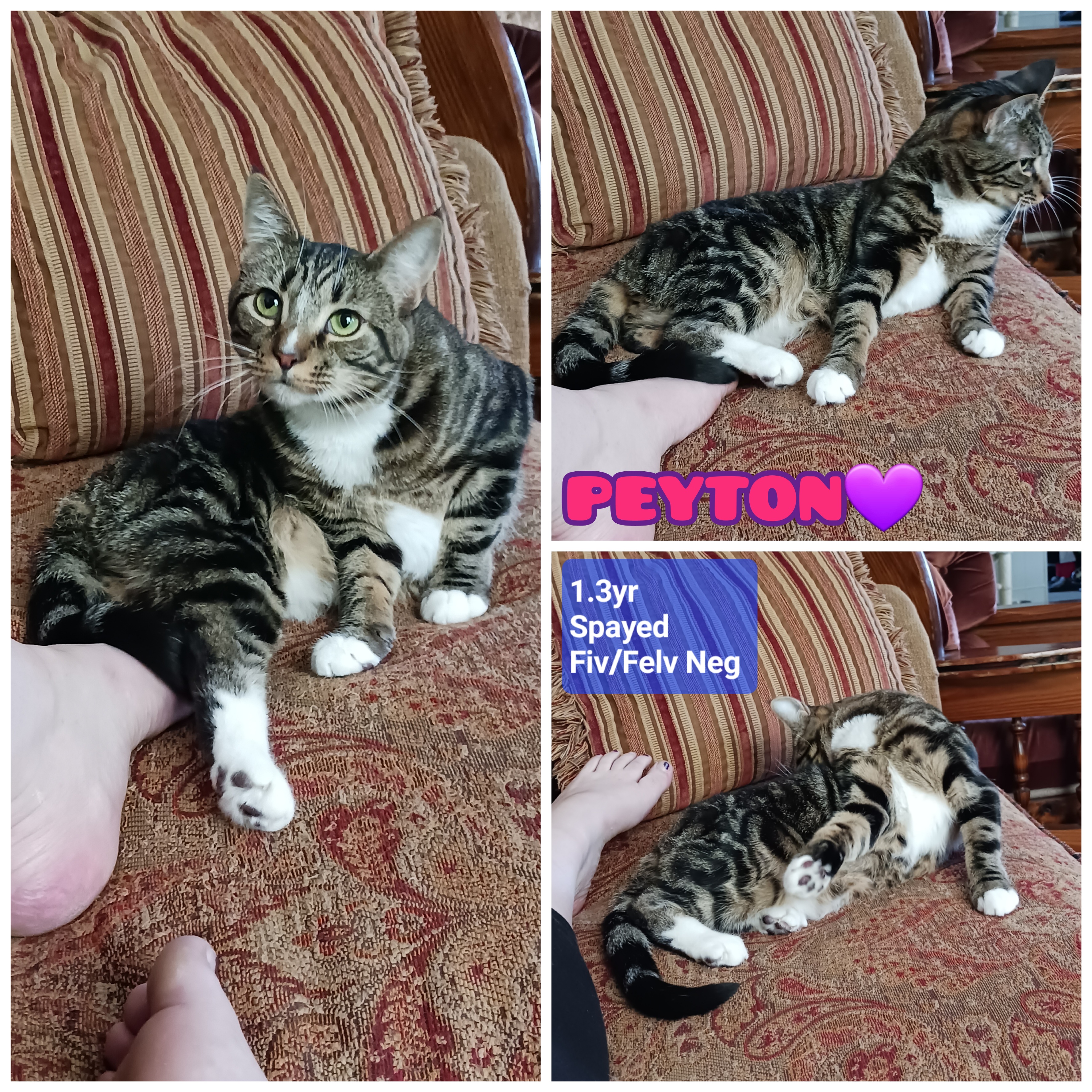 Peyton & Brooke, a Adoptable Domestic Short Hair in Nanticoke, PA image 3/6