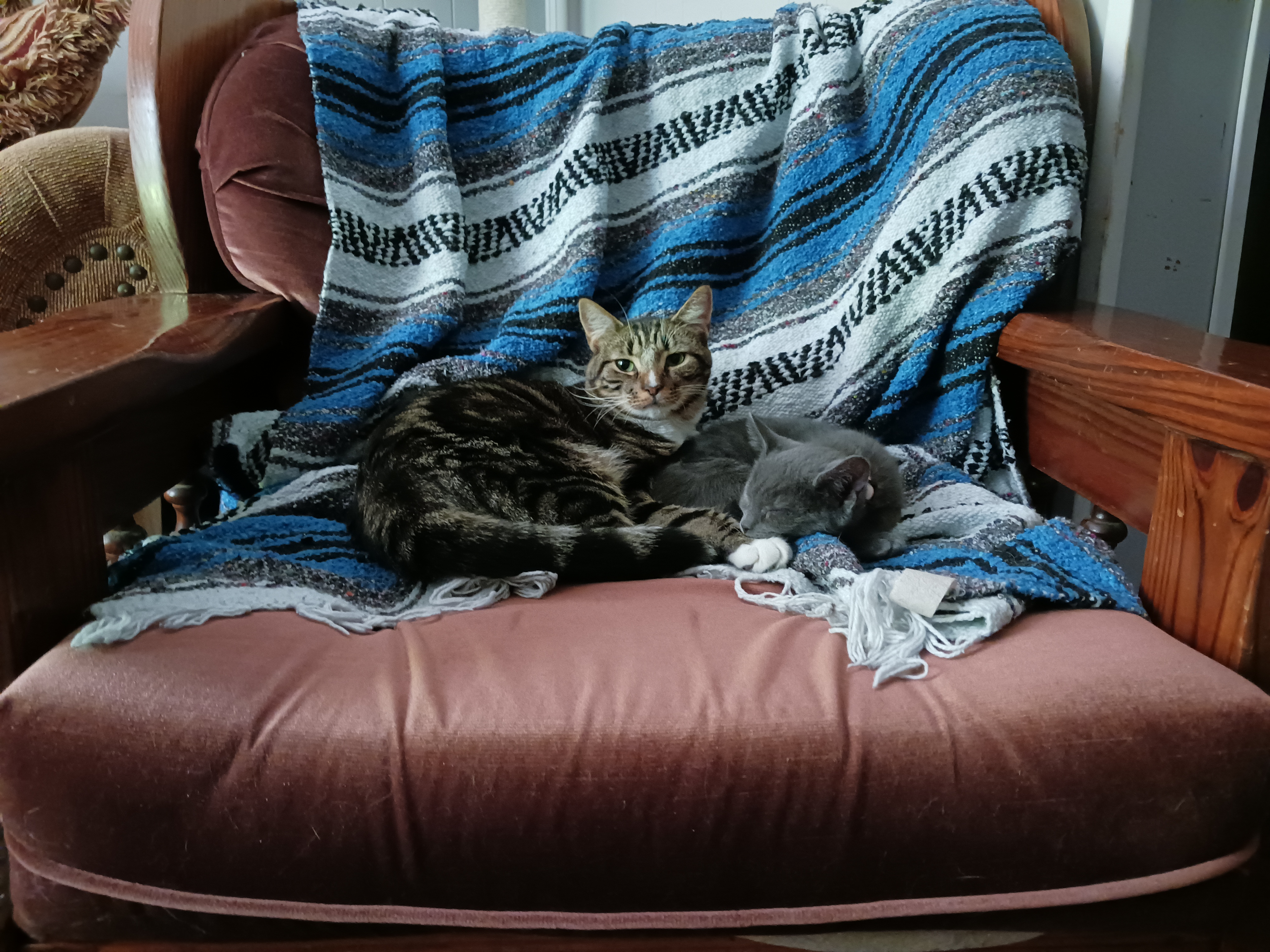 Peyton & Brooke, a Adoptable Domestic Short Hair in Nanticoke, PA image 4/6