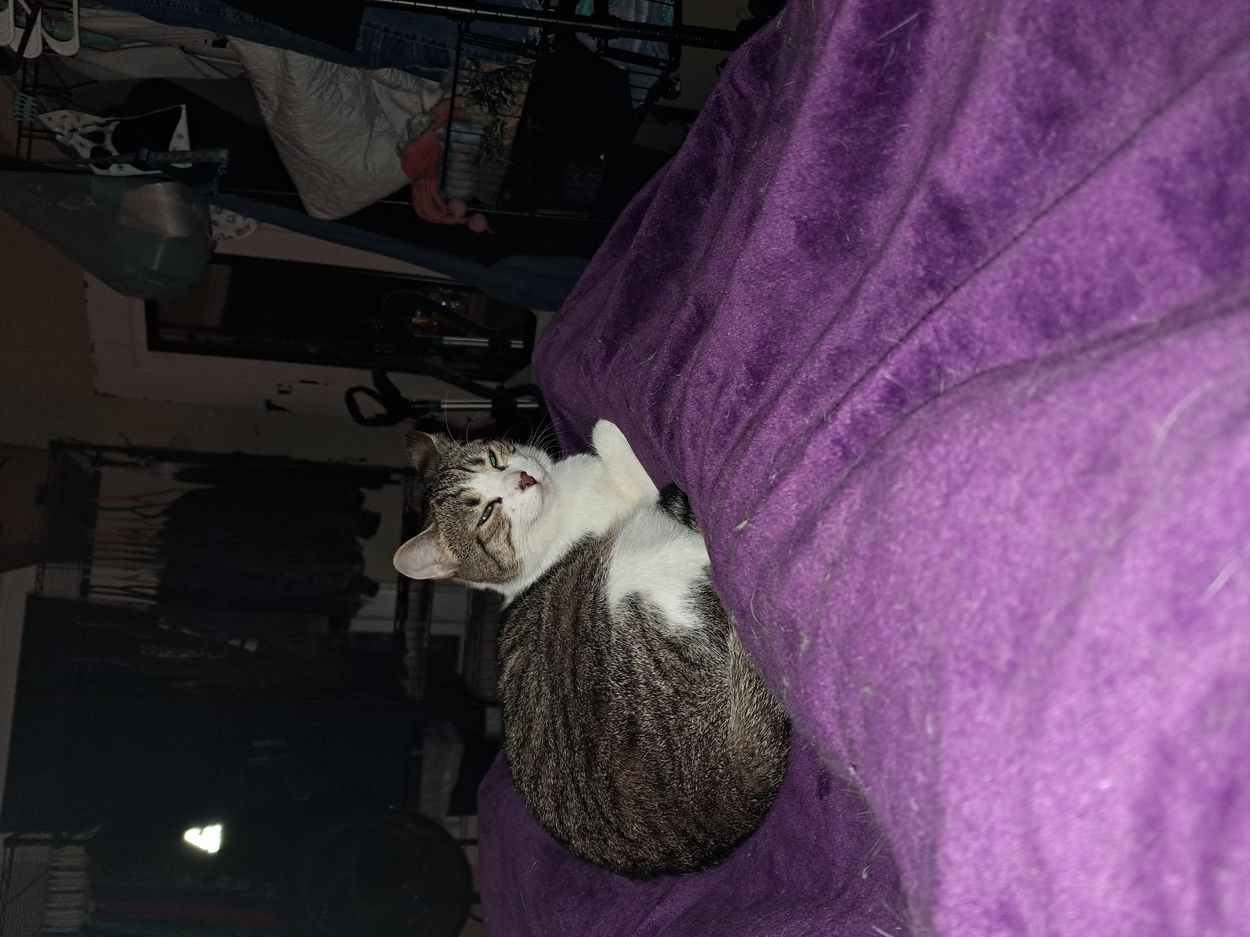 Peyton & Brooke, a Adoptable Domestic Short Hair in Nanticoke, PA image 5/6