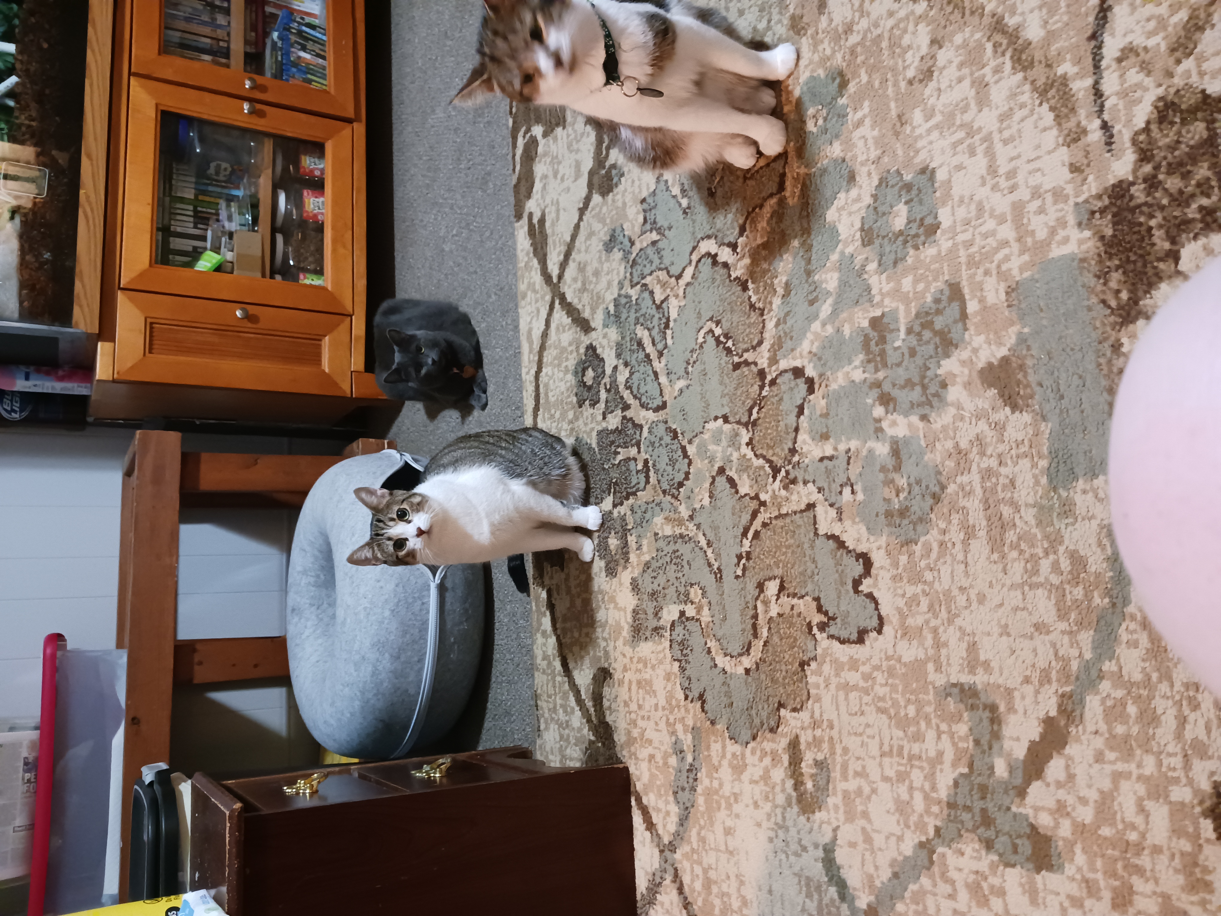 Peyton & Brooke, a Adoptable Domestic Short Hair in Nanticoke, PA image 6/6