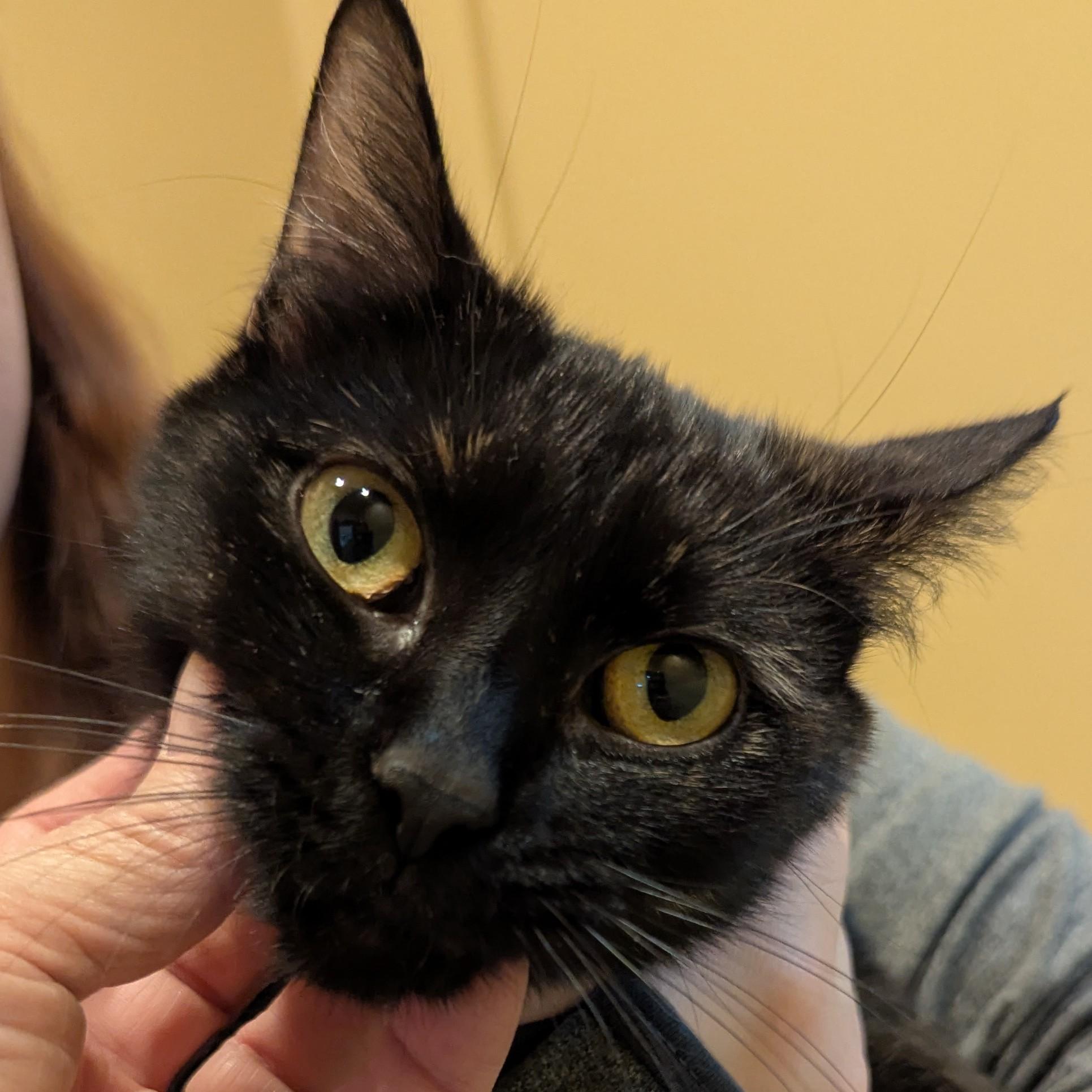 Enlarge Armani, a ADOPTABLE Domestic Short Hair in Accident, MD image 1/4