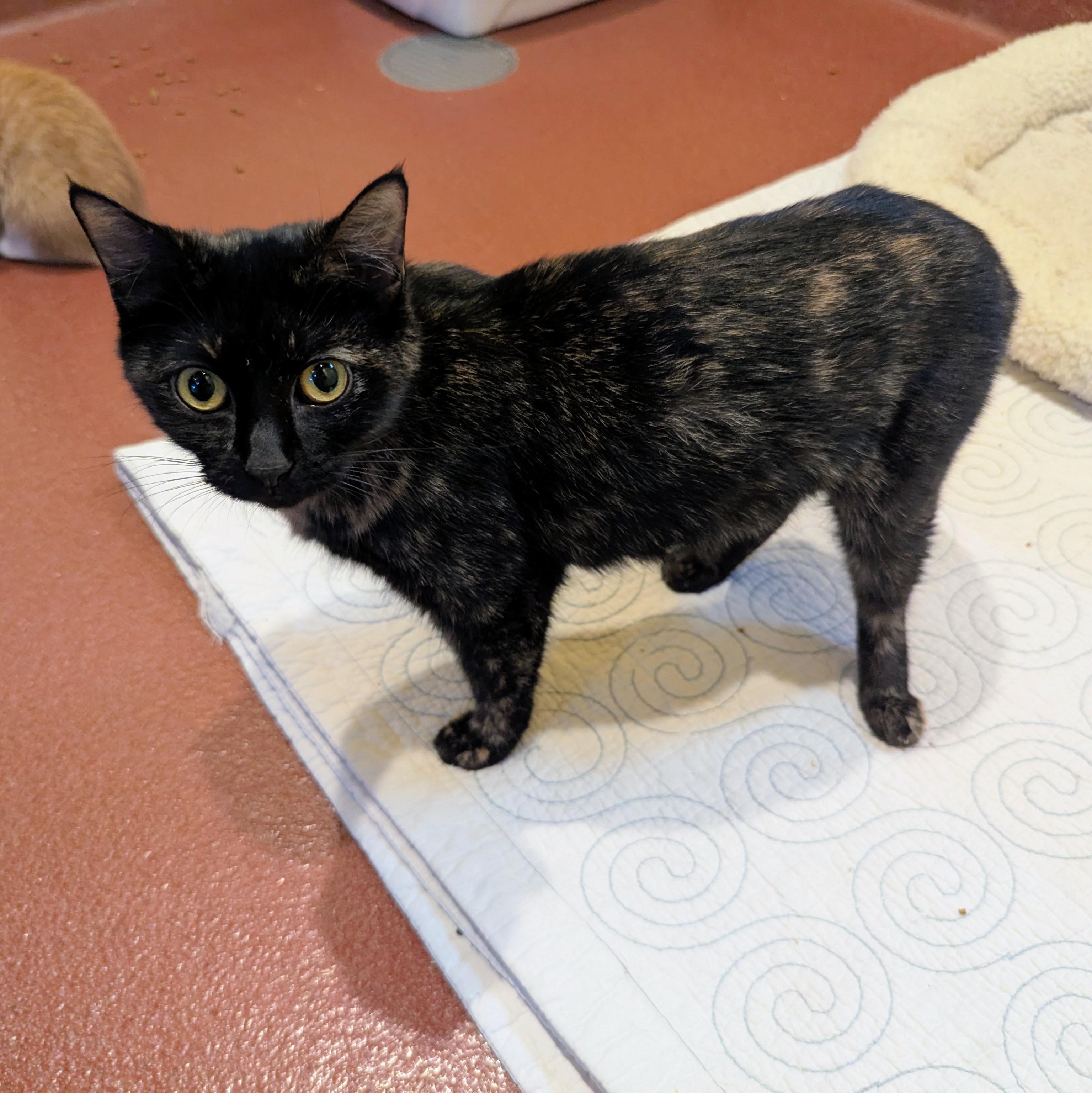 Enlarge Armani, a ADOPTABLE Domestic Short Hair in Accident, MD image 2/4