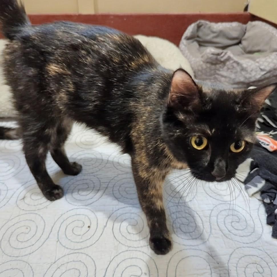 Enlarge Armani, a ADOPTABLE Domestic Short Hair in Accident, MD image 3/4