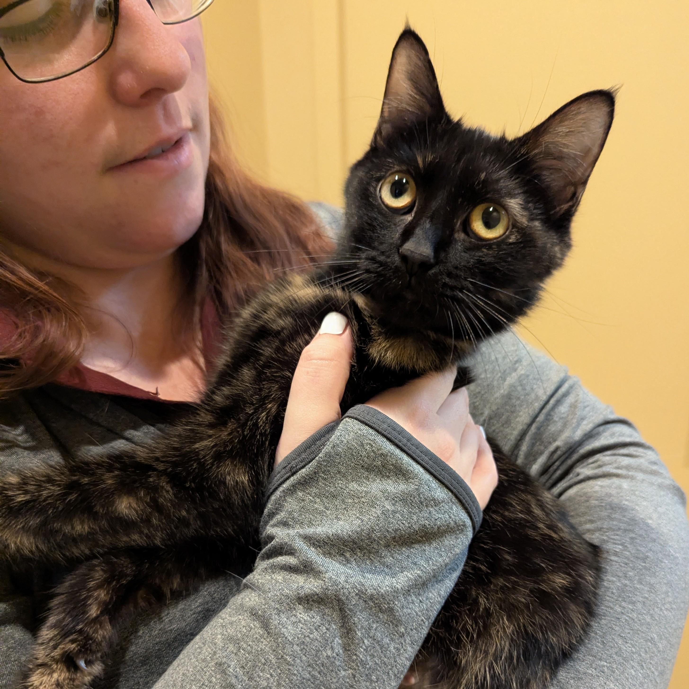 Enlarge Armani, a ADOPTABLE Domestic Short Hair in Accident, MD image 4/4