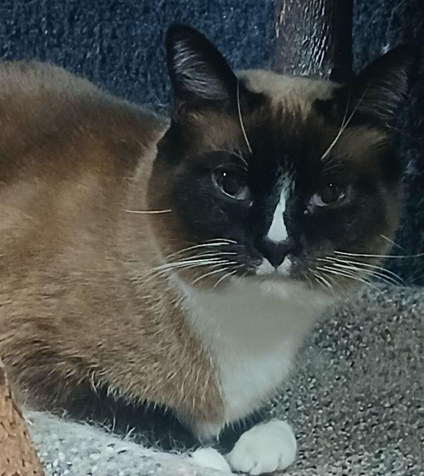 Enlarge 3365653, an adopted Siamese in Lees Summit, MO image 1/1