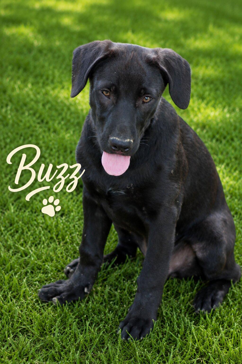Buzz, adopted, Puppy Male Black Labrador Retriever.