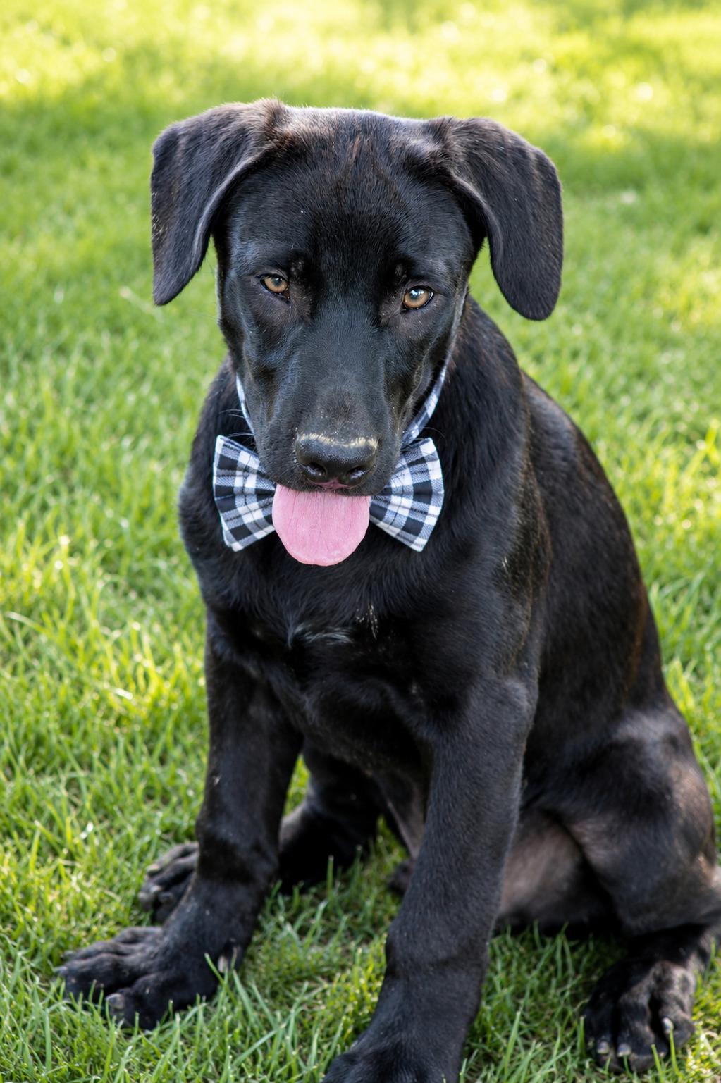 Buzz, ADOPTABLE, Puppy Male Black Labrador Retriever.