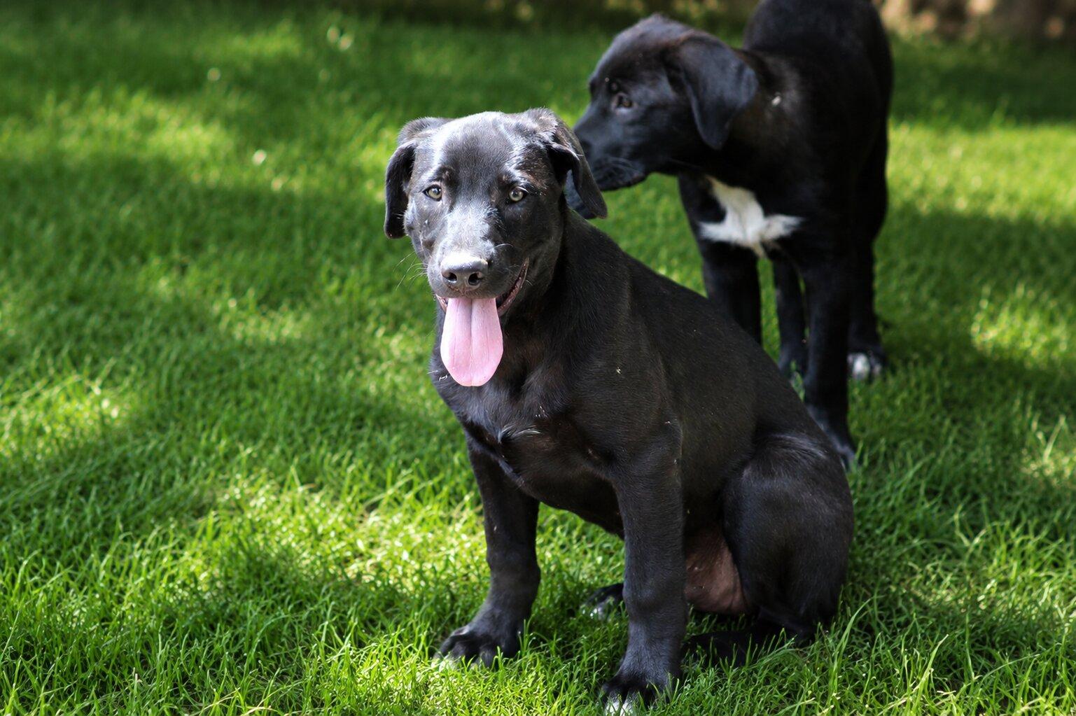 Enlarge Buzz, a ADOPTABLE mixed breed in Willington, CT image 3/6