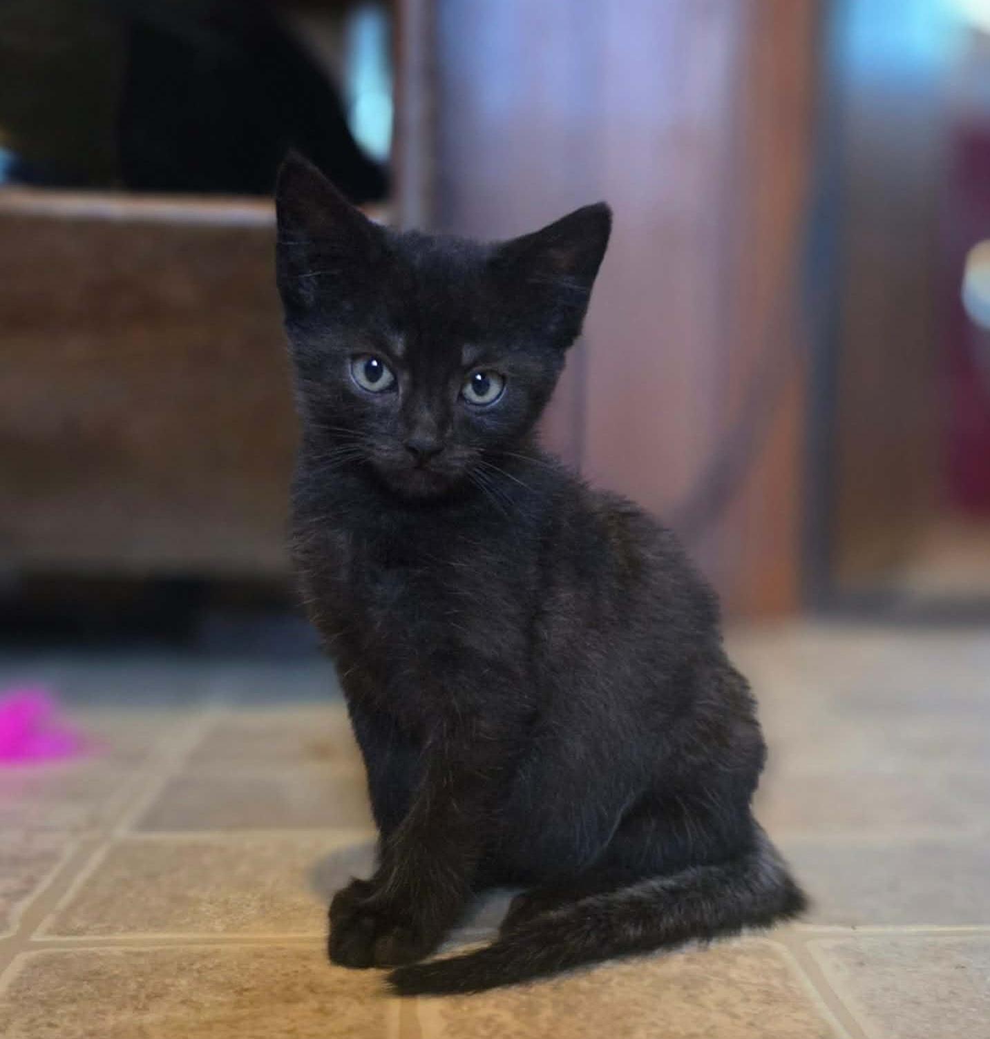 Sable, Adoptable, Kitten Male Domestic Short Hair.