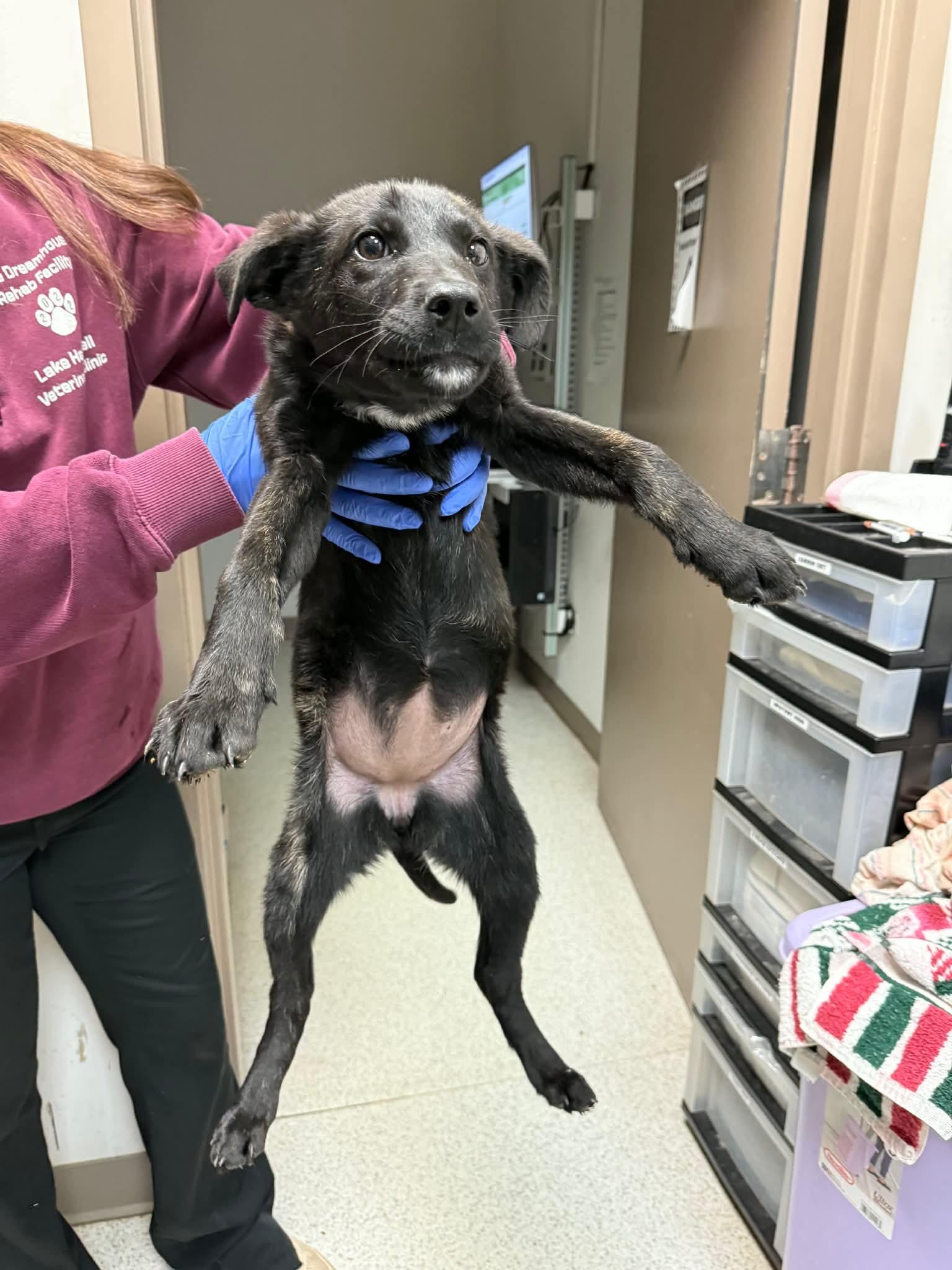 Enlarge Natasha, a ADOPTABLE mixed breed in East Haddam, CT image 2/2