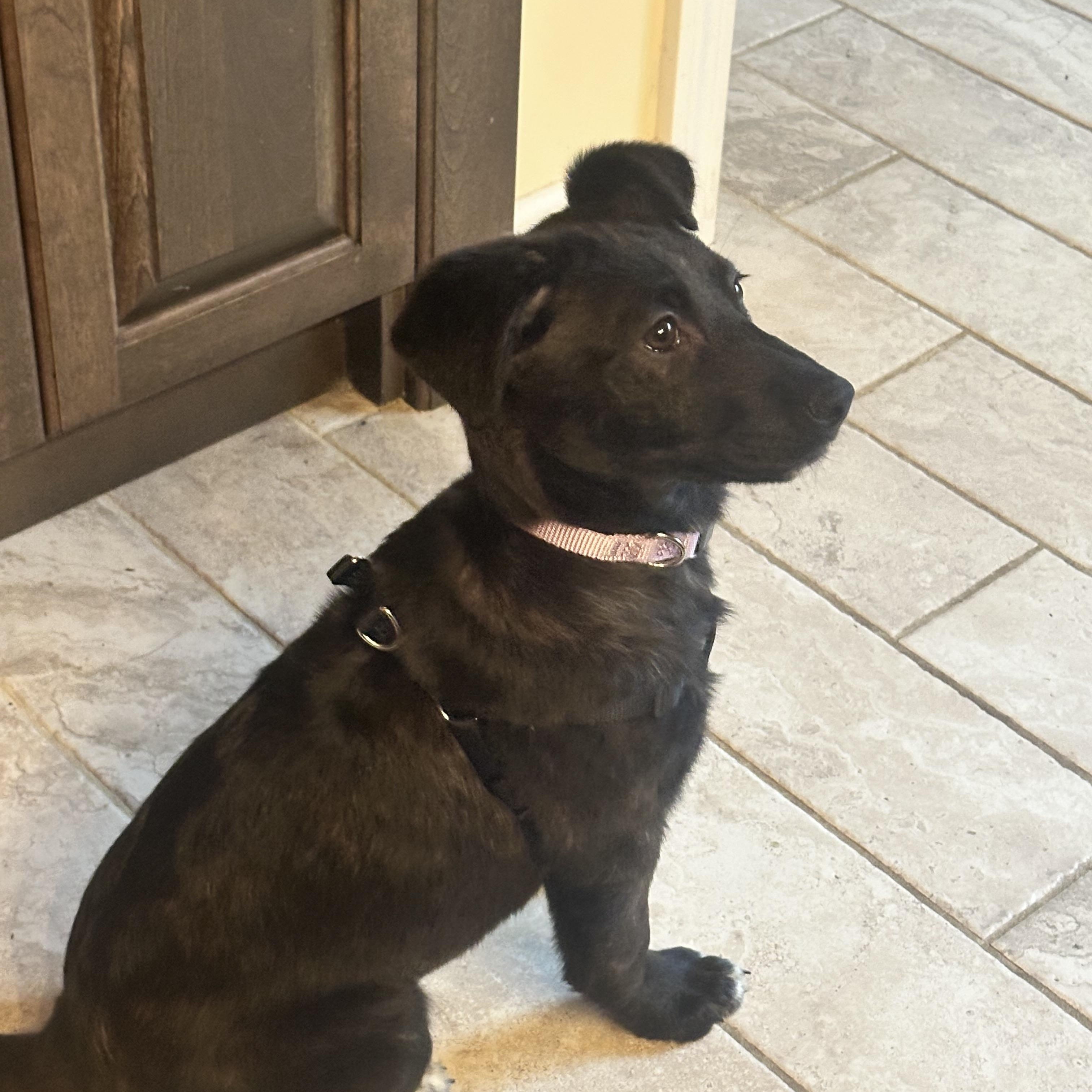 Enlarge Natasha, a ADOPTABLE mixed breed in East Haddam, CT image 1/2