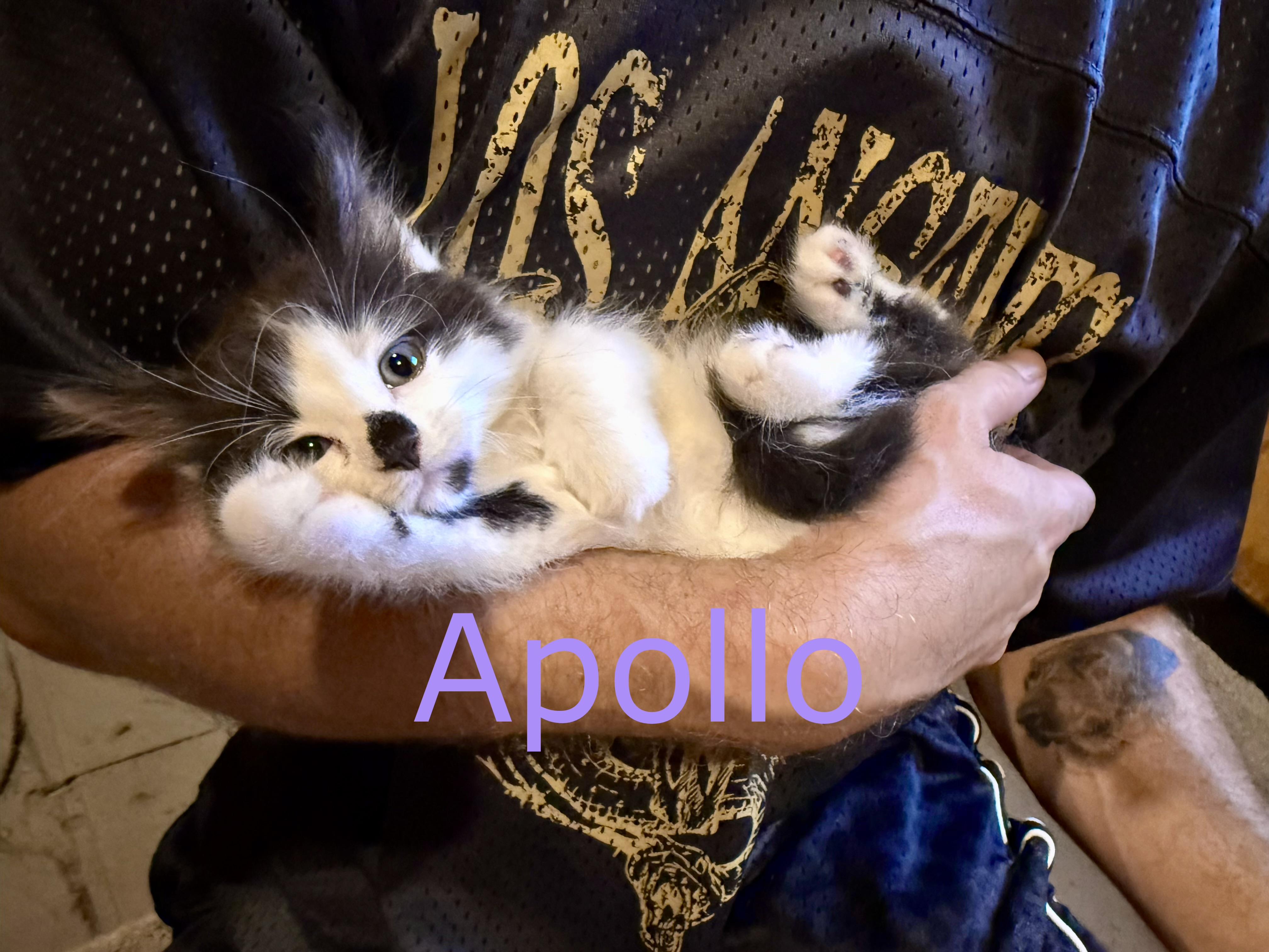 Apollo, adopted, Kitten Male Domestic Long Hair.