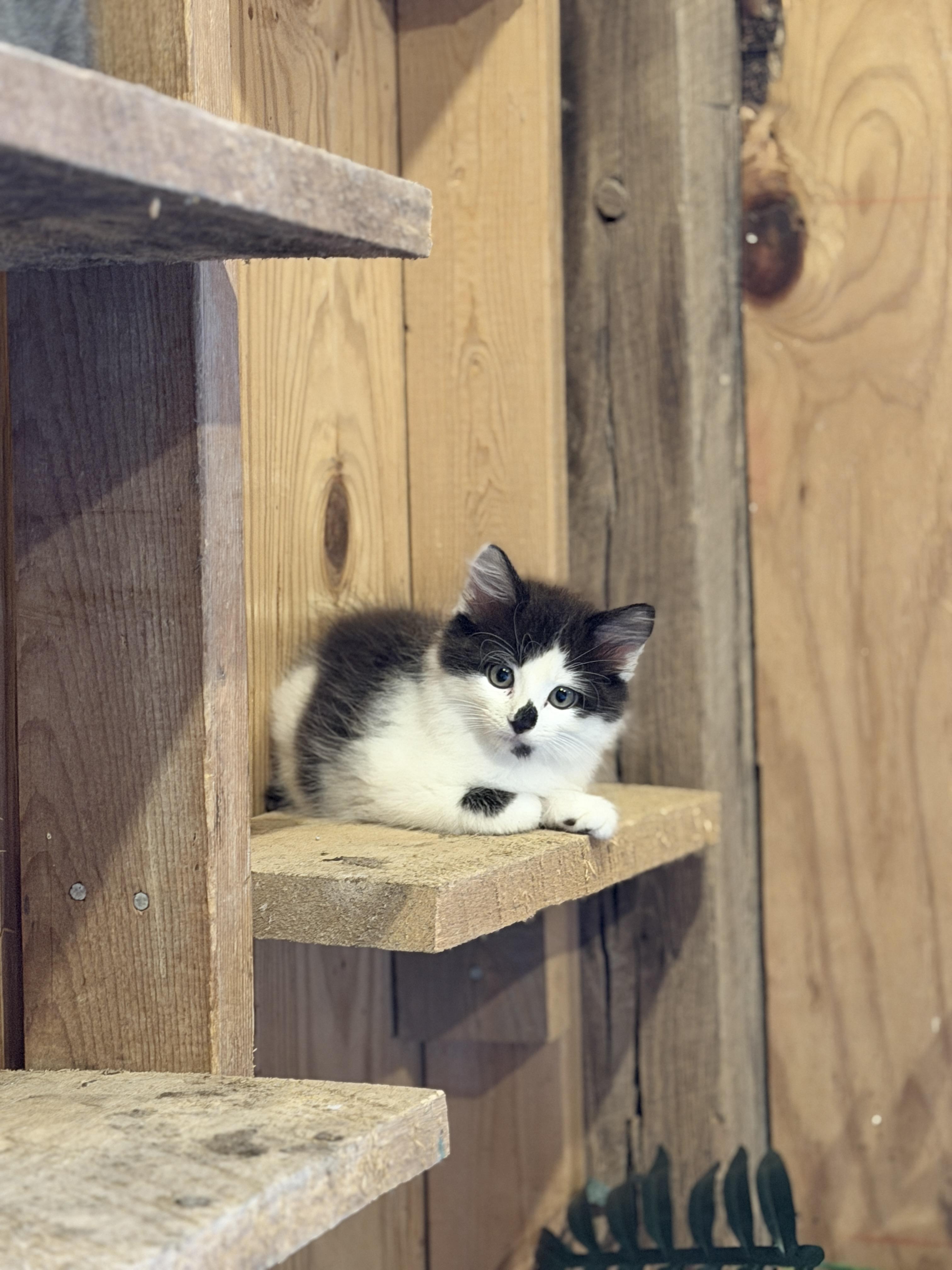 Enlarge Apollo, an adopted Domestic Long Hair in Athens, OH image 3/3