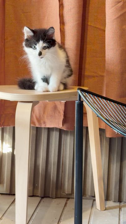 Enlarge Apollo, an adopted Domestic Long Hair in Athens, OH video 2/3