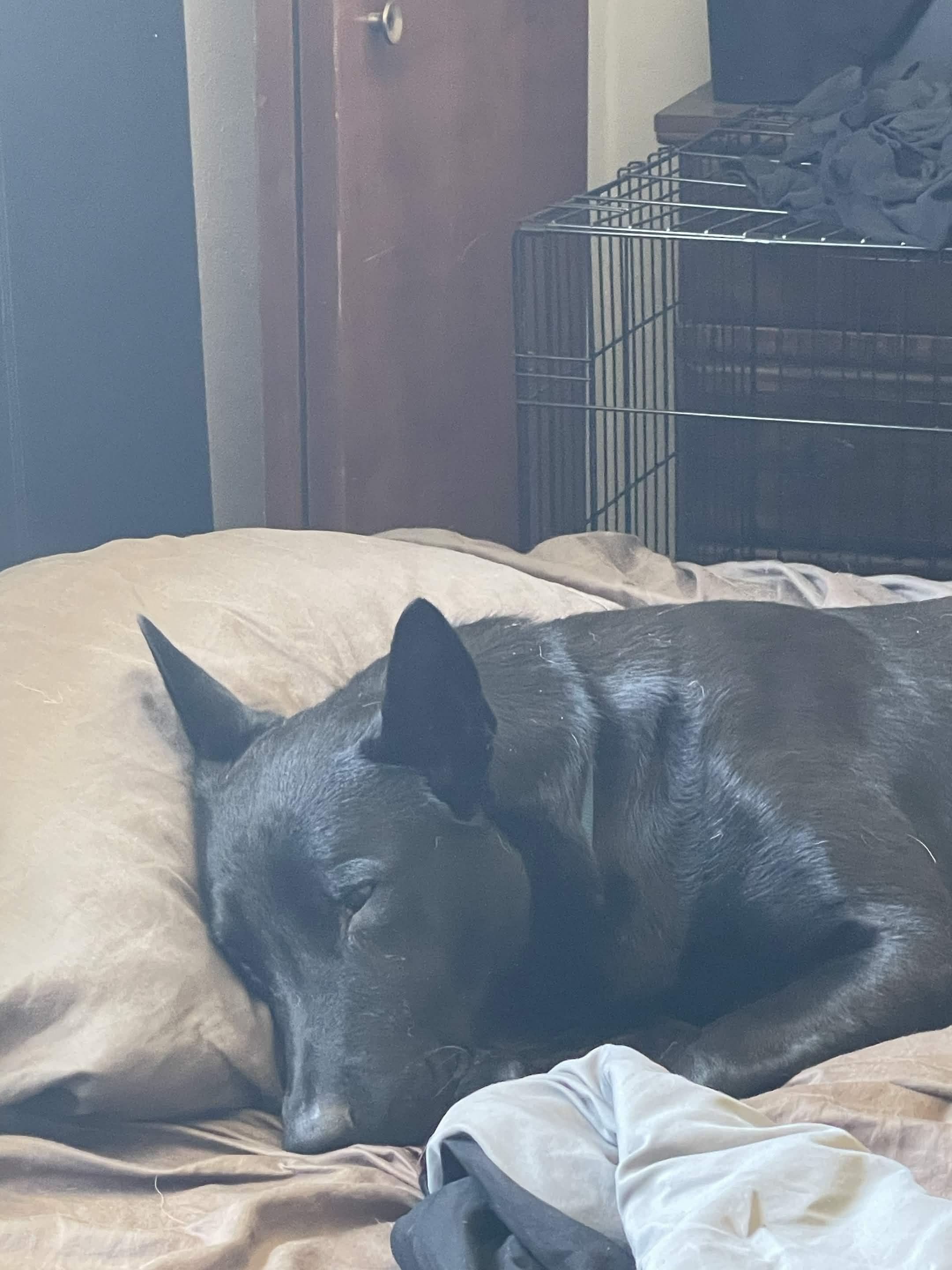Zorro, an adopted mixed breed in Los Osos, CA image 5/6
