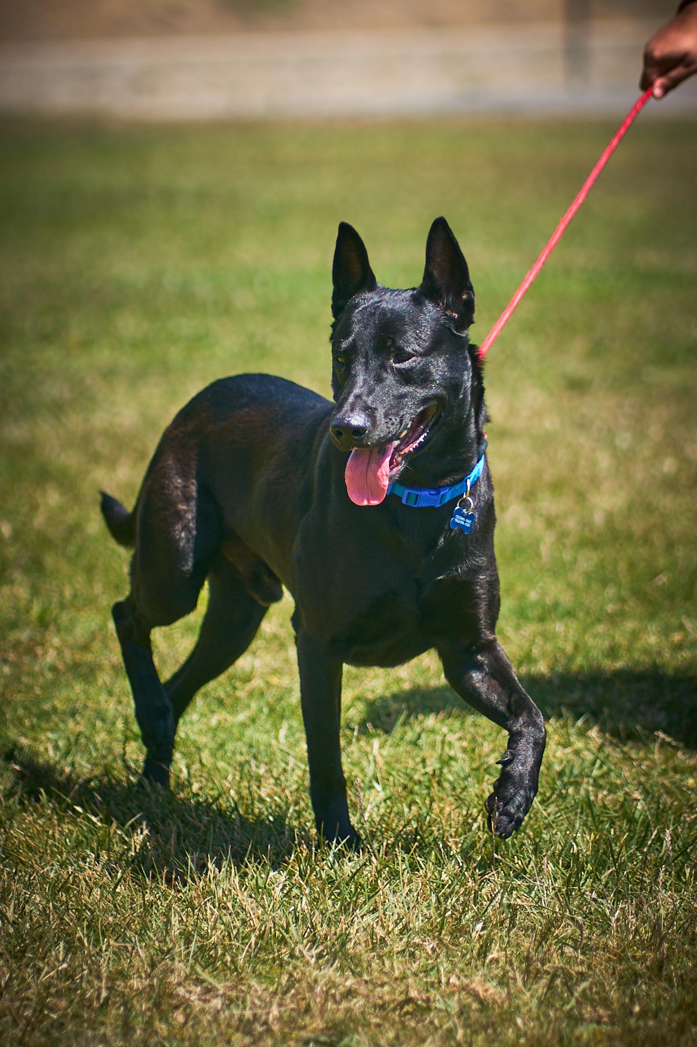 Zorro, an adopted mixed breed in Los Osos, CA image 1/6