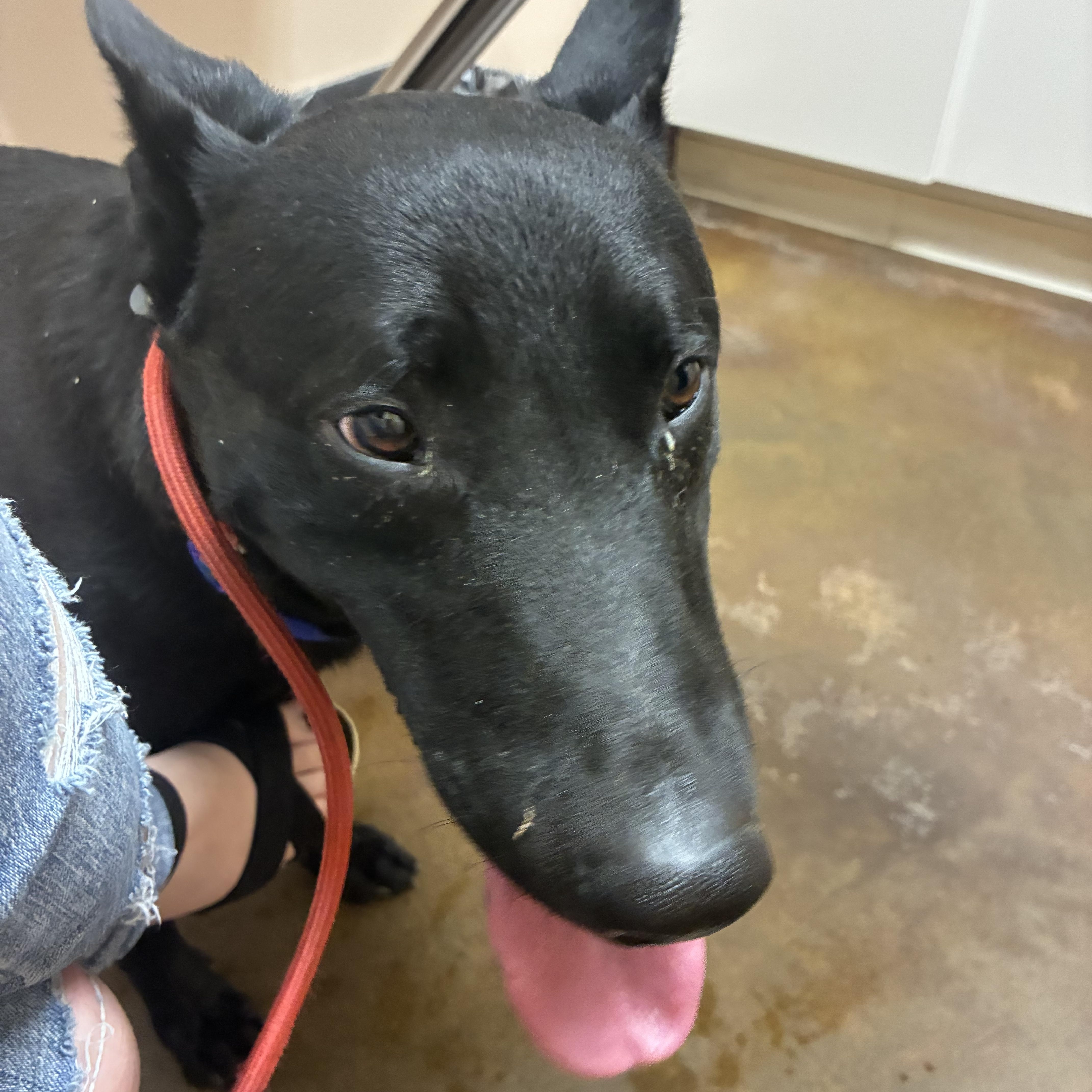 Zorro, an adopted mixed breed in Los Osos, CA image 6/6