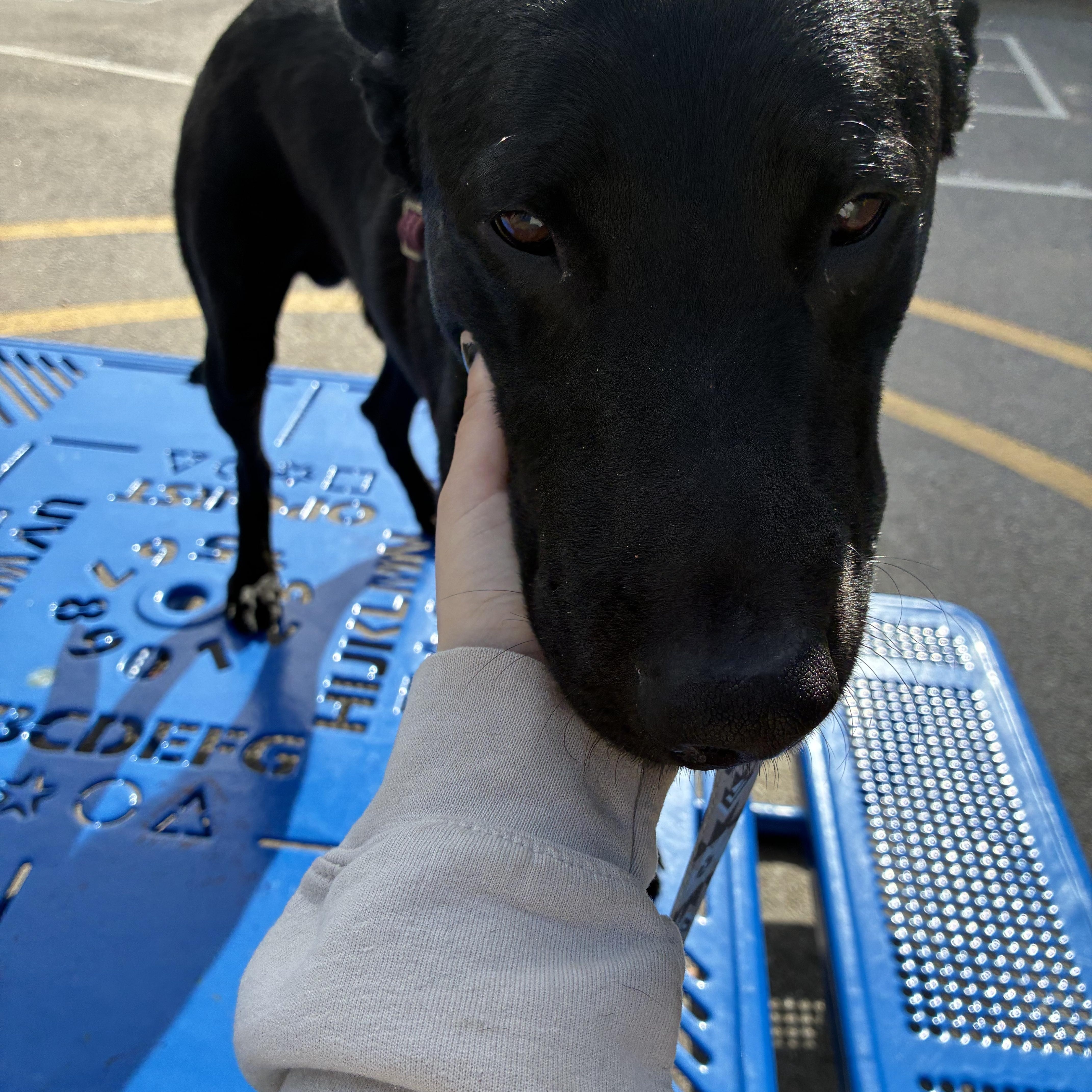 Zorro, an adopted mixed breed in Los Osos, CA image 3/6