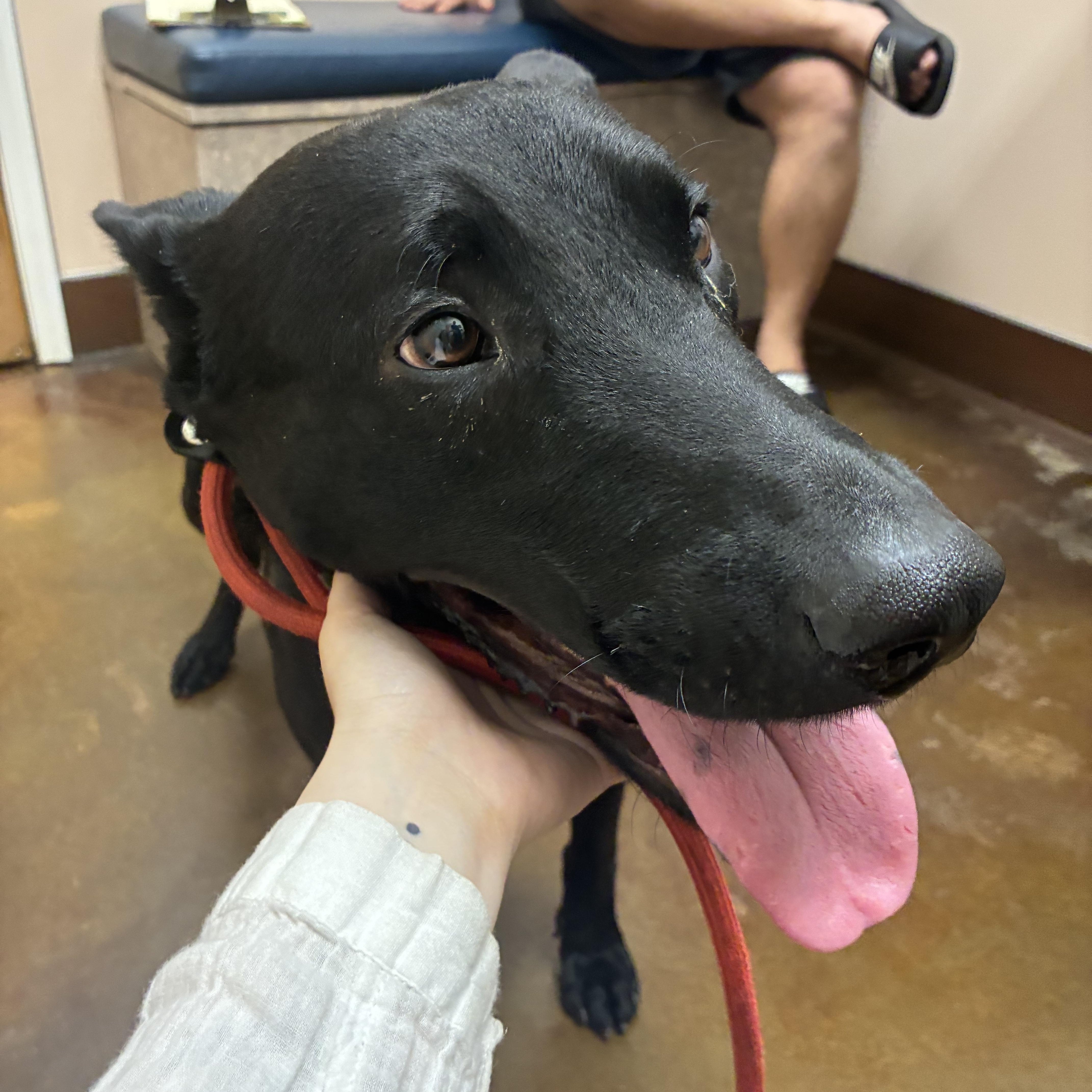 Zorro, an adopted mixed breed in Los Osos, CA image 2/6