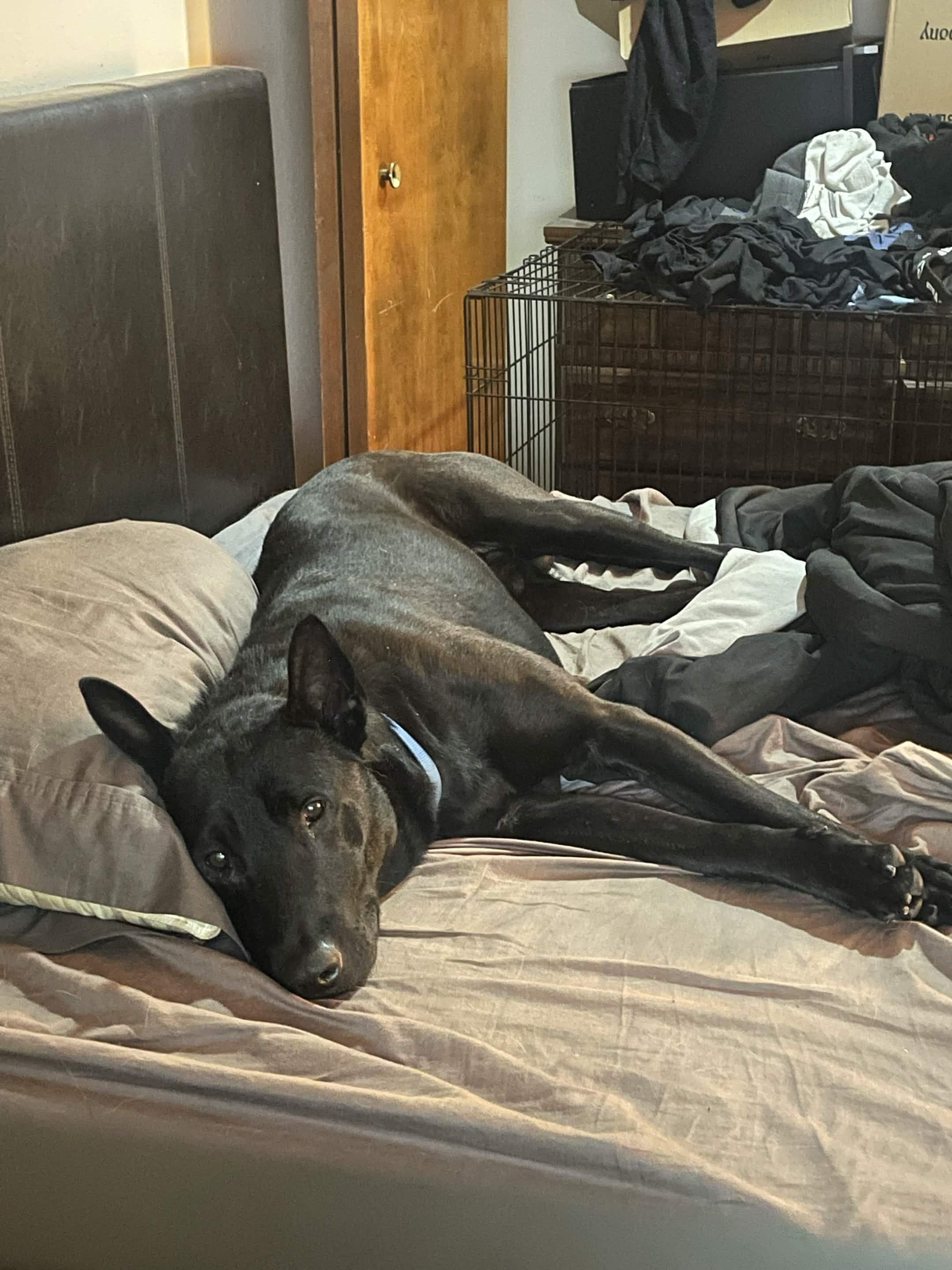 Zorro, an adopted mixed breed in Los Osos, CA image 4/6