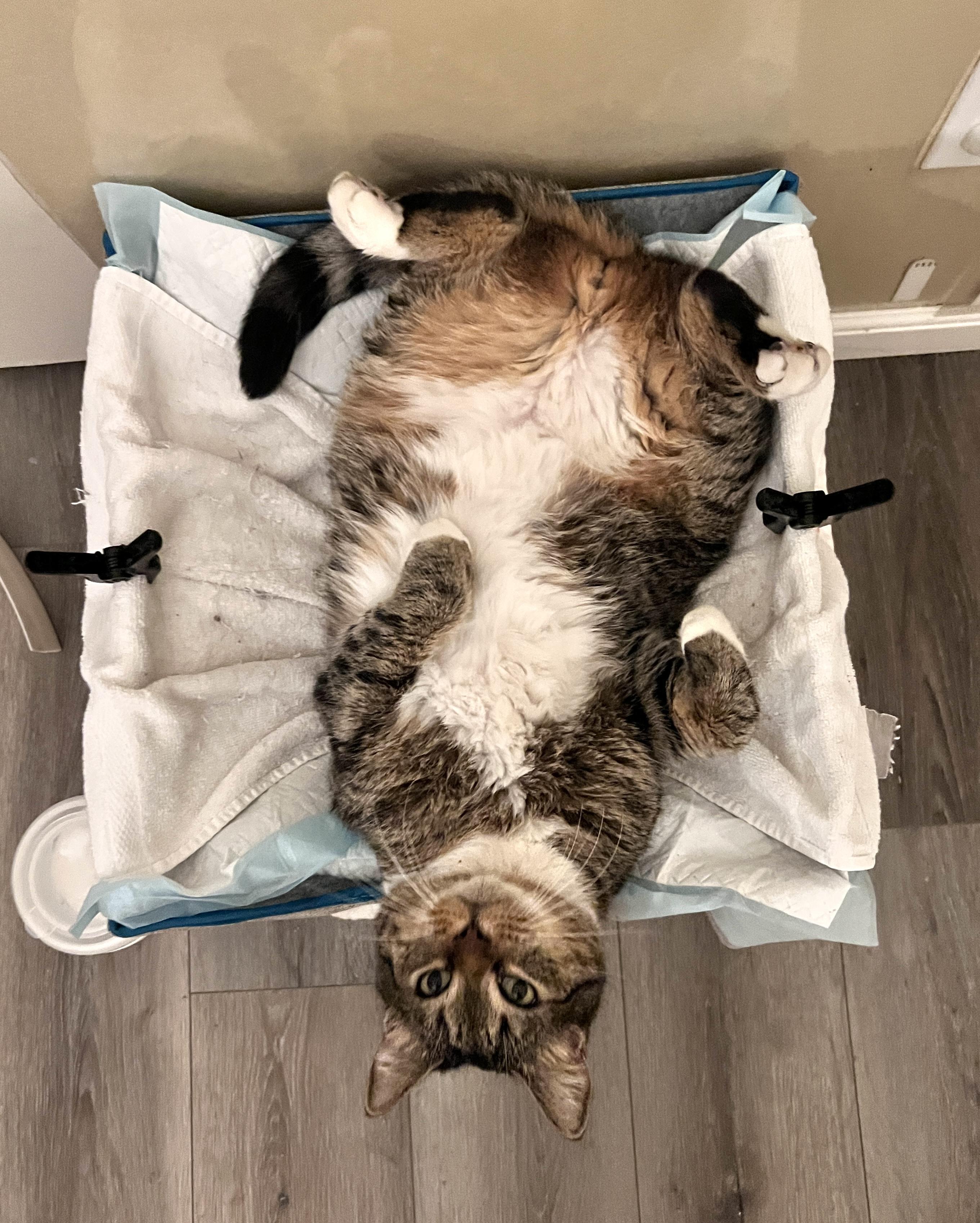 Enlarge Bruce, a Adoptable mixed breed in Tempe, AZ image 4/5