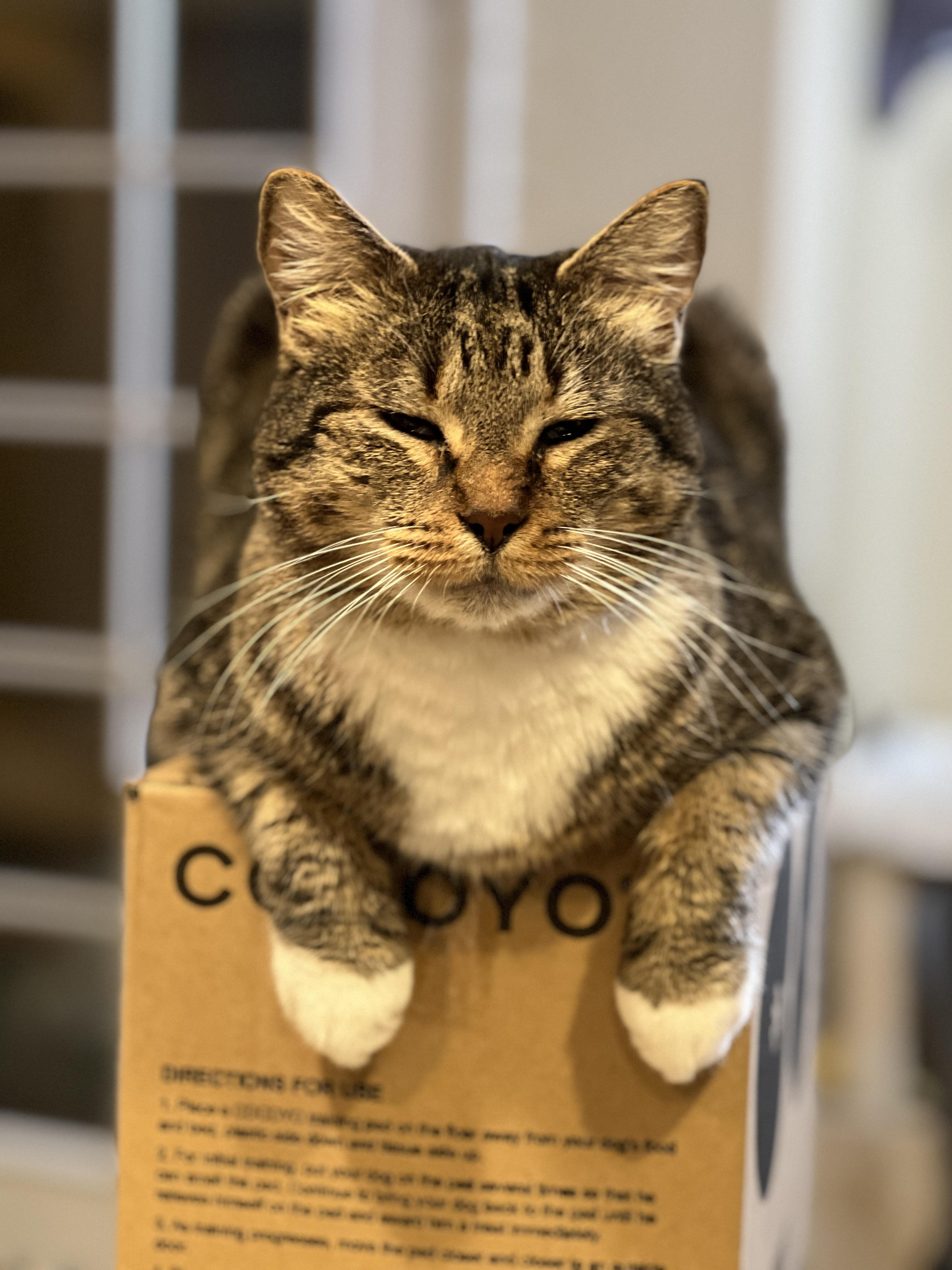 Enlarge Bruce, a Adoptable mixed breed in Tempe, AZ image 2/5