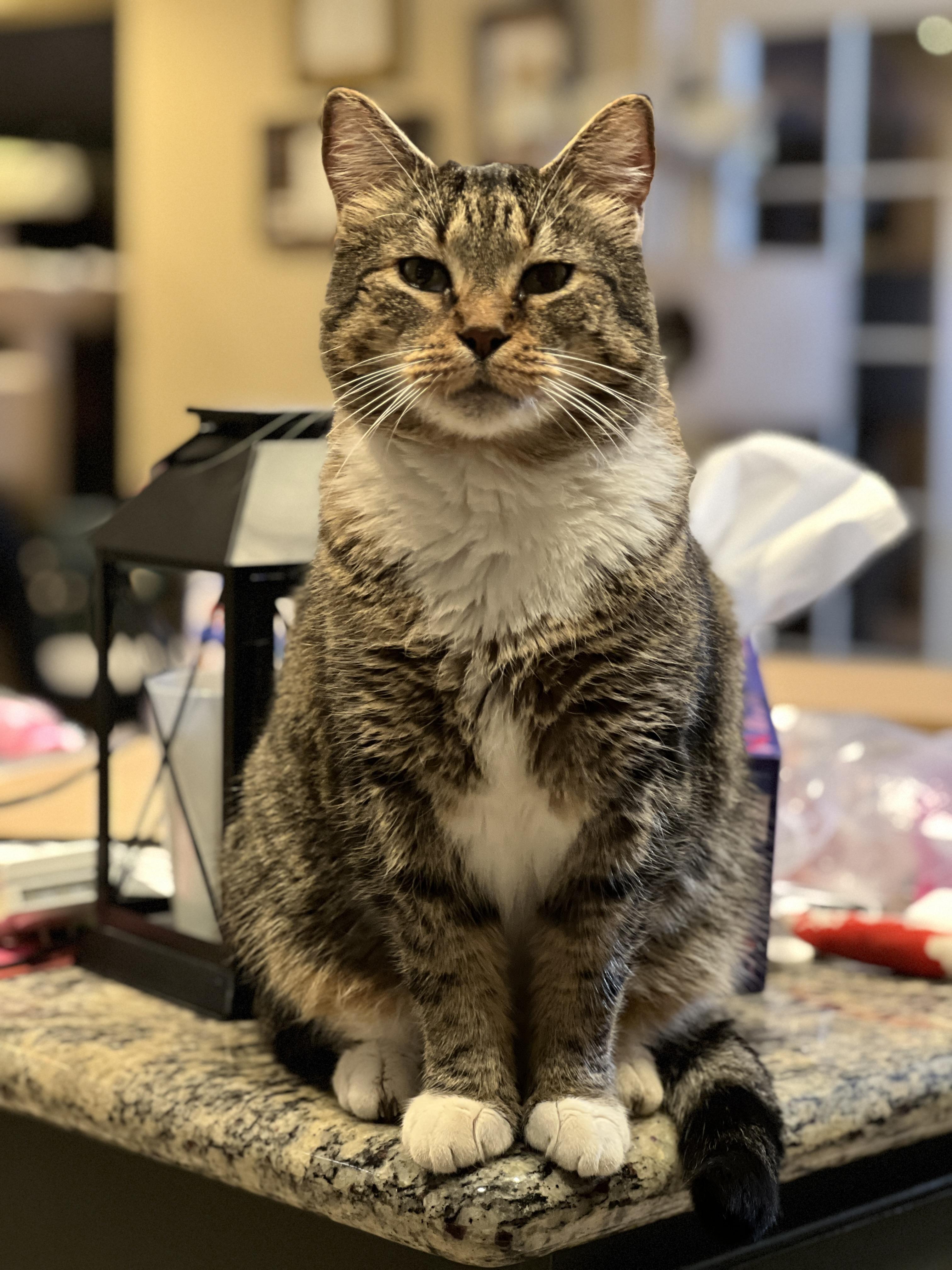 Bruce, Adoptable, Adult Male American Shorthair.